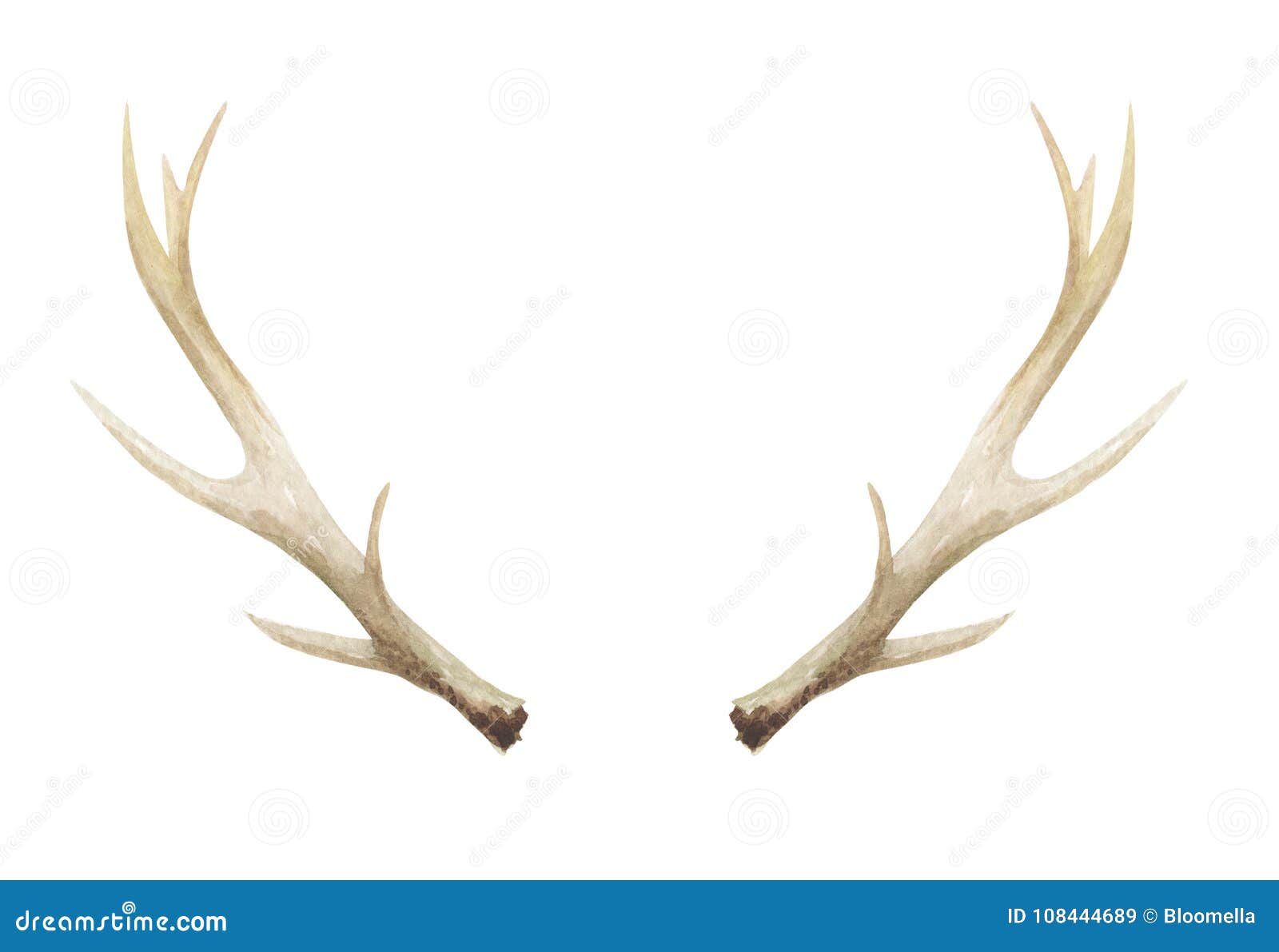 watercolor antlers deer stag horns bone painted
