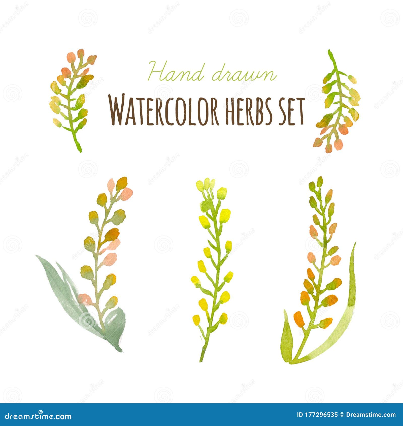 Hand Painted Watercolor Herbs Set with Berries Stock Illustration