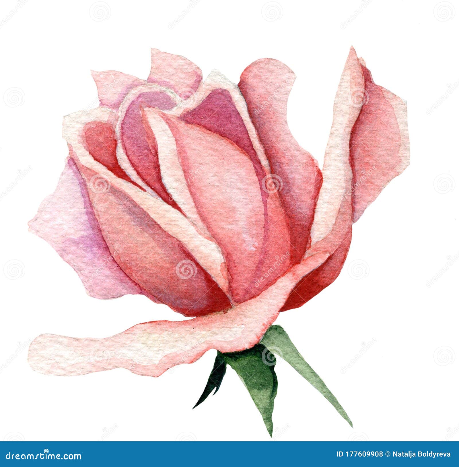 Hand Painted Watercolor Pink Rose Bud Stock Illustration - Illustration ...
