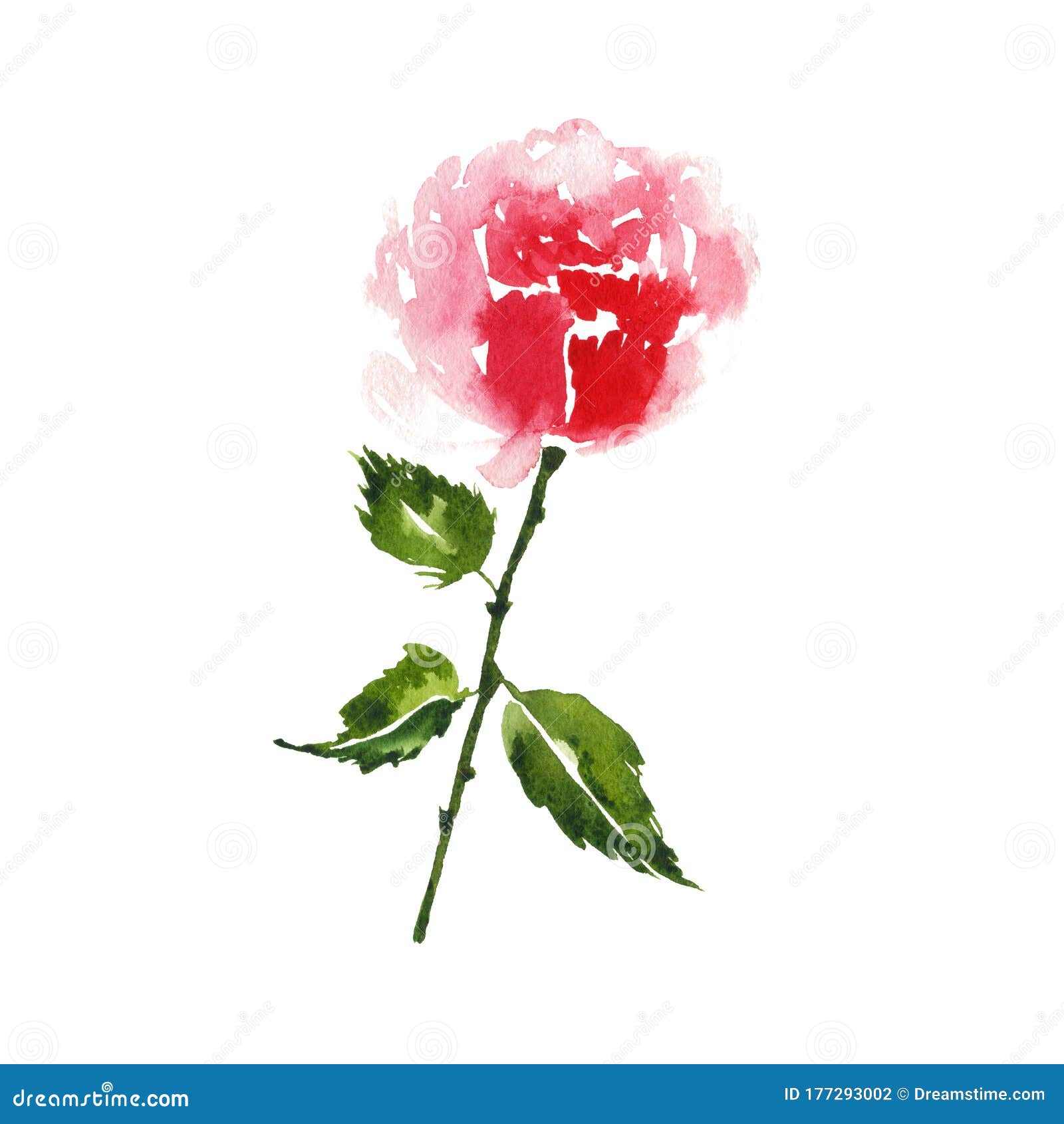 Hand Painted Watercolor Red Rose Flower Illustration Stock Illustration ...