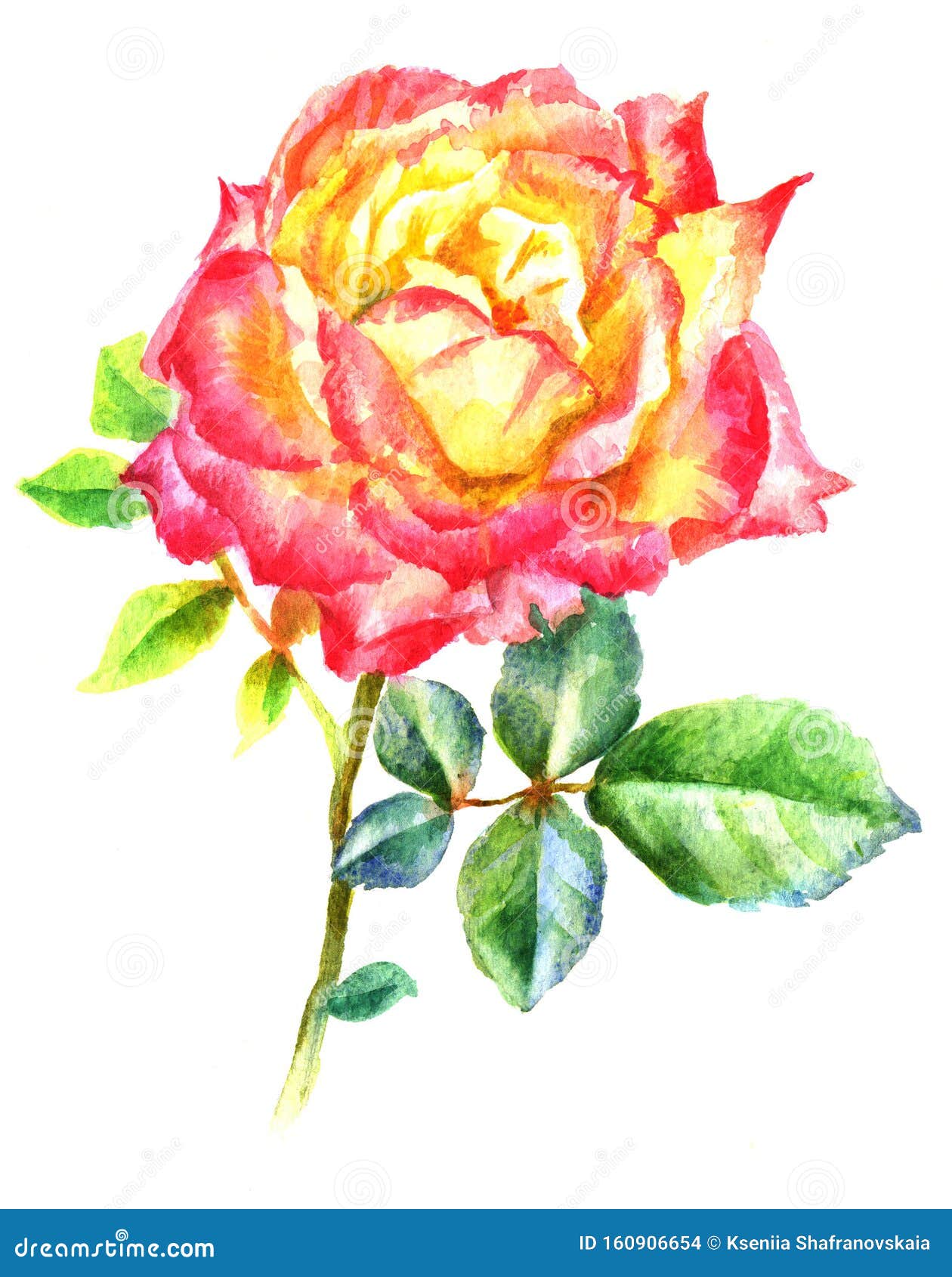Hand Painted Watercolor Yellow Red Rose on White Background Stock ...