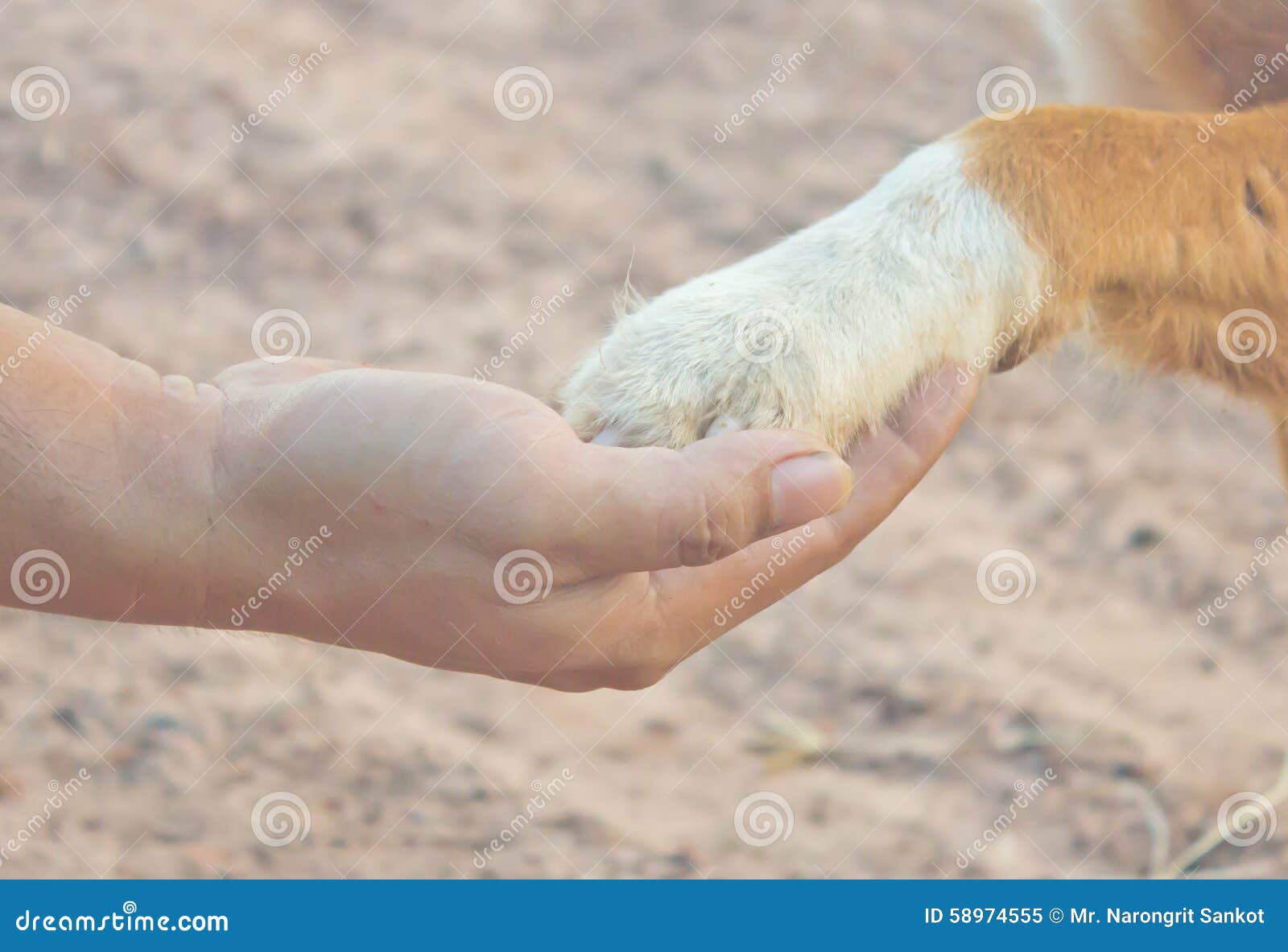 Hand people and hand dogs stock image. Image of affectionate 58974555
