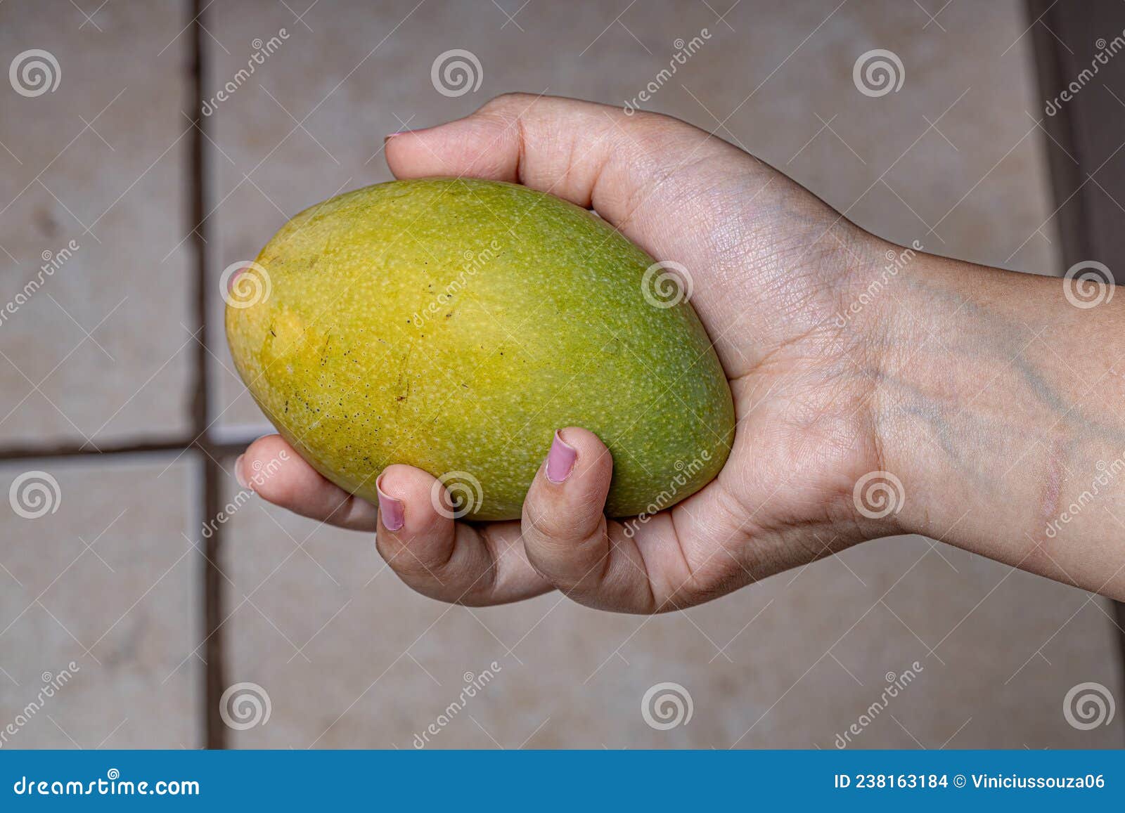 Hand holding a mango fruit stock photo. Image of hand 238163184