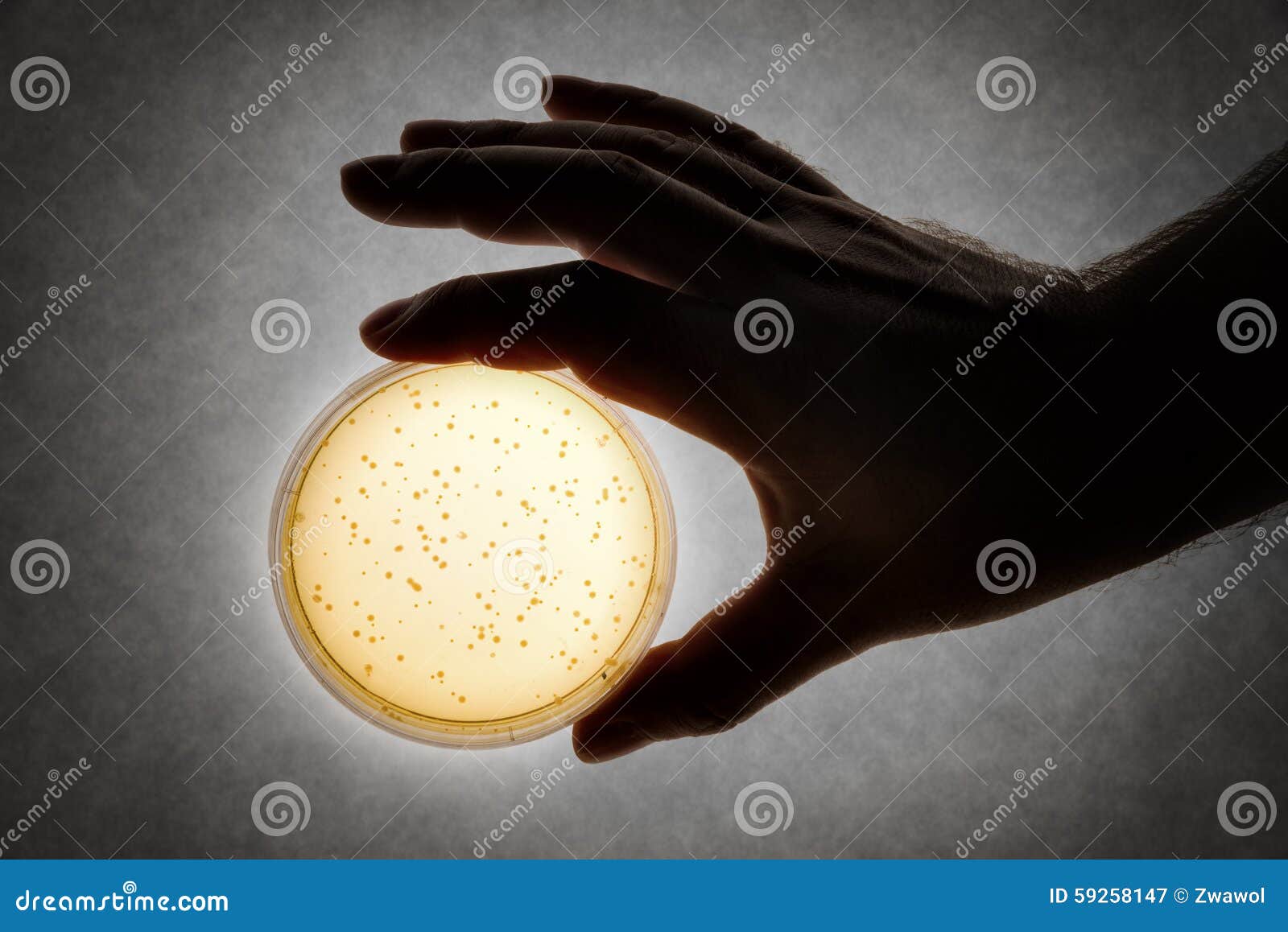 Hand with Petri dish stock image. Image of laboratory 59258147