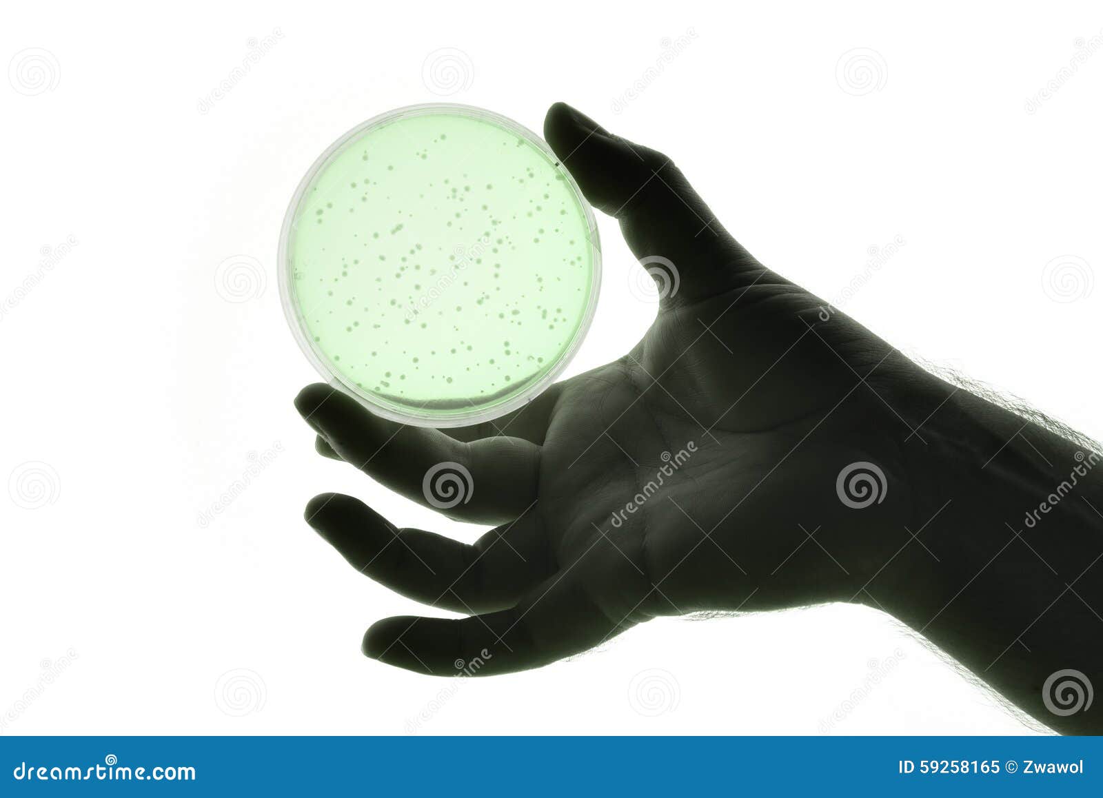 Hand with Petri dish stock image. Image of clinical, microbiology