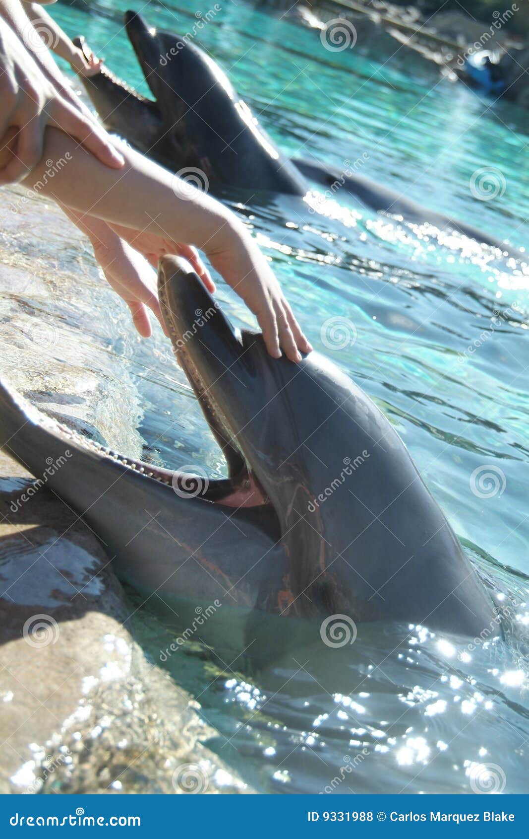 Hand petting dolphin stock photo. Image of white, play 9331988