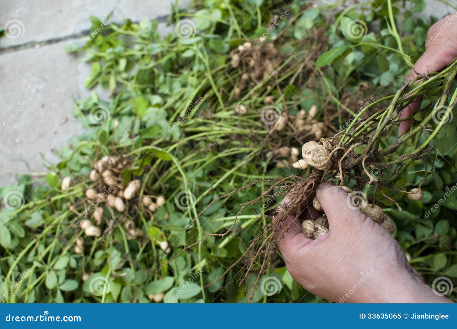Handpick Peanuts Royalty Free Stock Photo Image 33635065