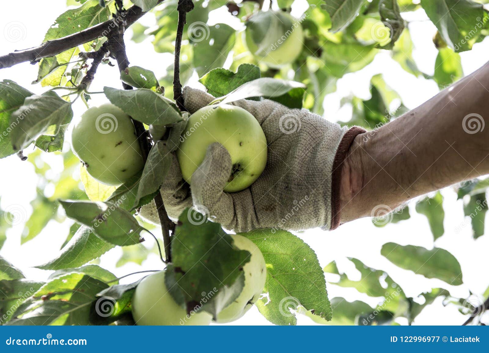 Hand Picking Apples in the Orchard Harvesting Stock Image Image of