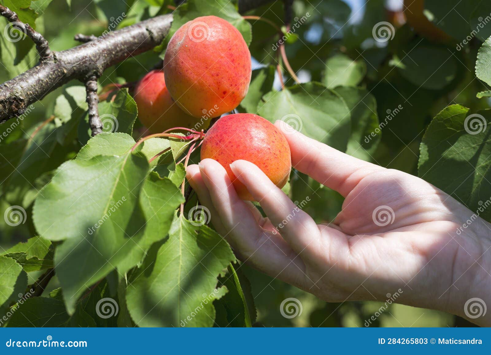 Hand Picking Apricots in the Orchard Stock Image Image of peach