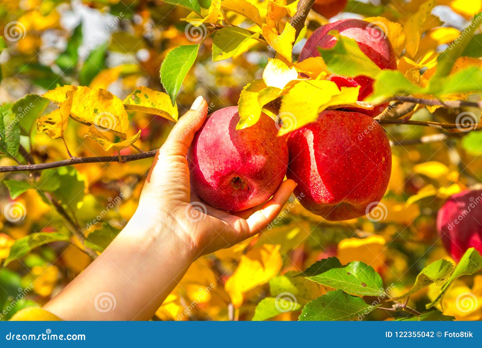 Осенью с яблони собрали яблоки желтые зеленые. Мичуринск яблоки. Осенью с яблонь сняли. Яблоки зимой картинки. Яблоко Мичуринск герб.