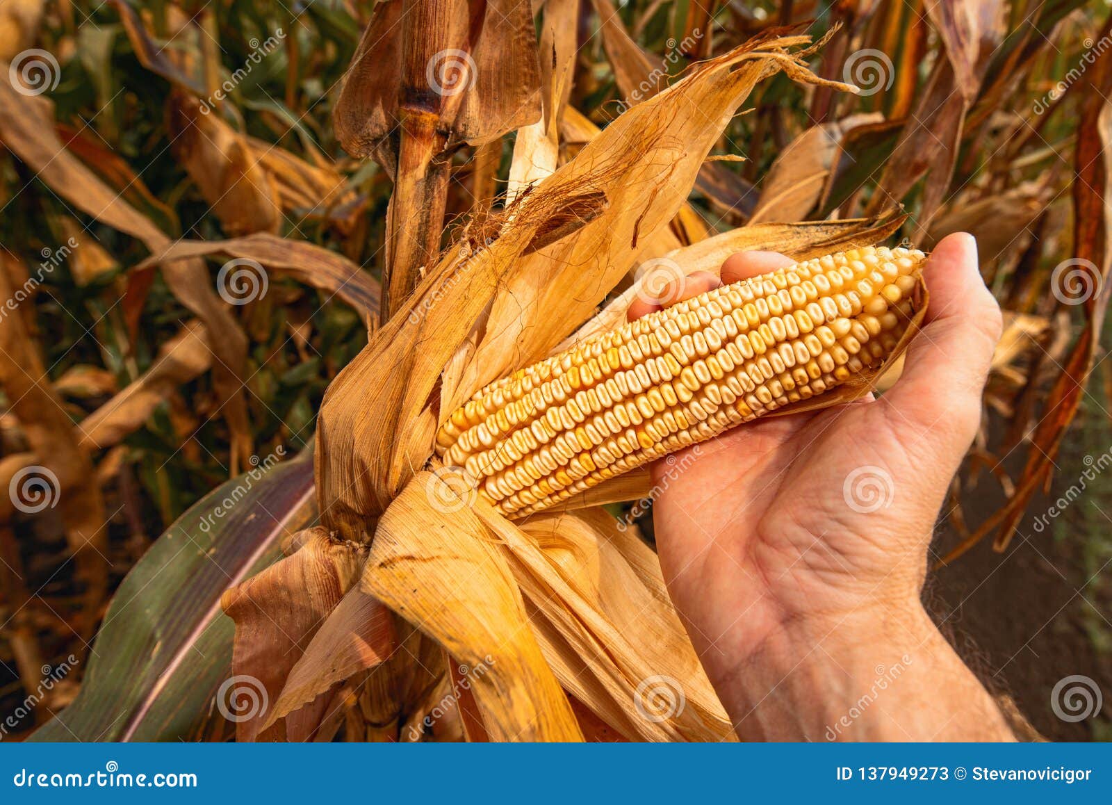 Hand Picking Corn Cobs in Field Stock Image Image of cultivated, growth 137949273
