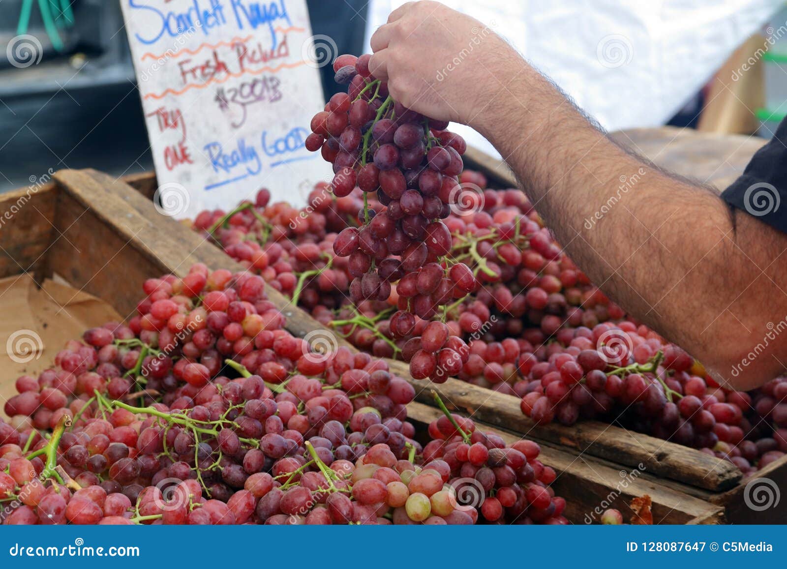 Hand Picking Fresh Grapes for Sale Stock Image Image of juice, green