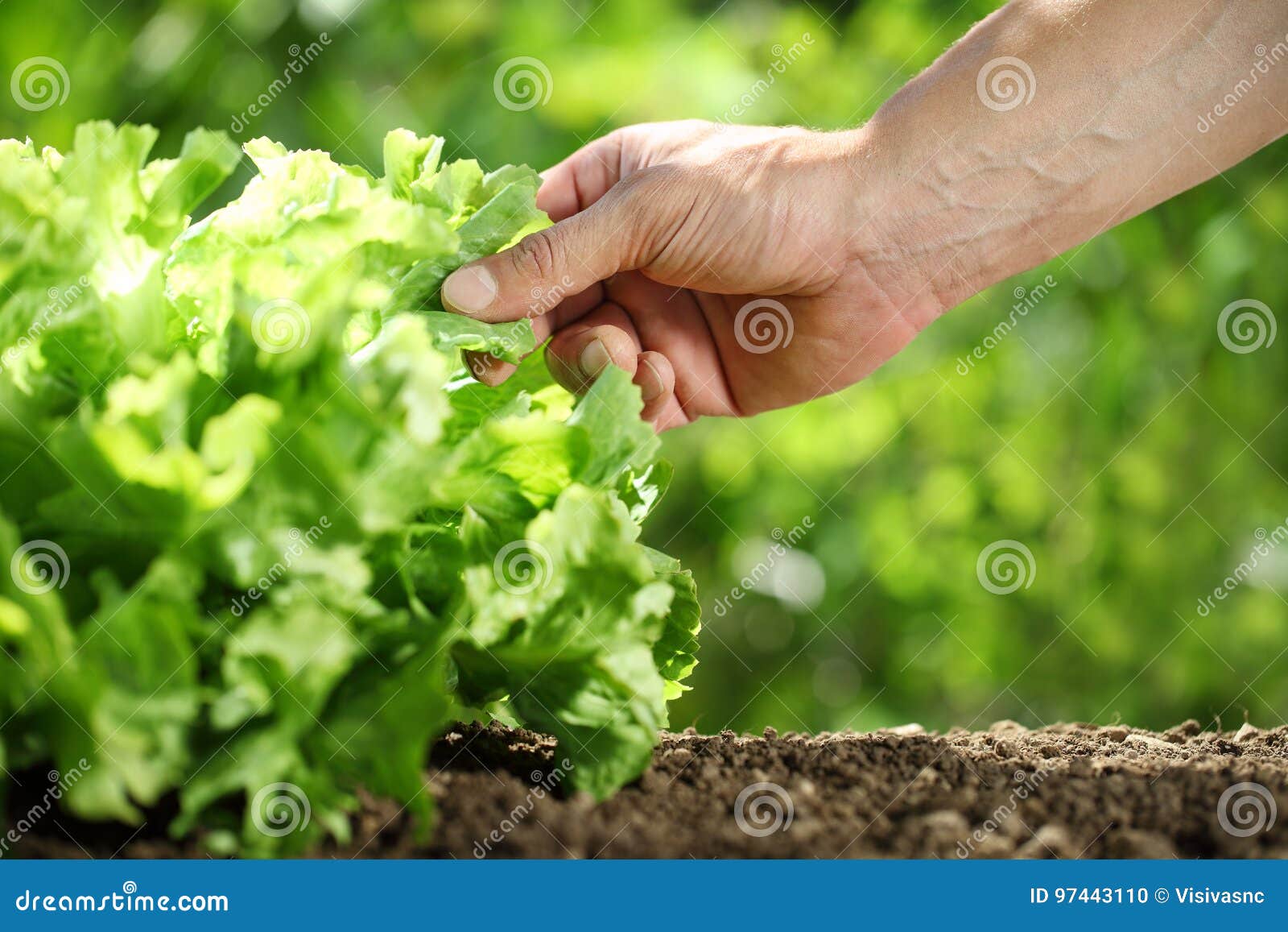 Hand Picking Lettuce, Plant in Vegetable Garden, Close Up Stock Photo