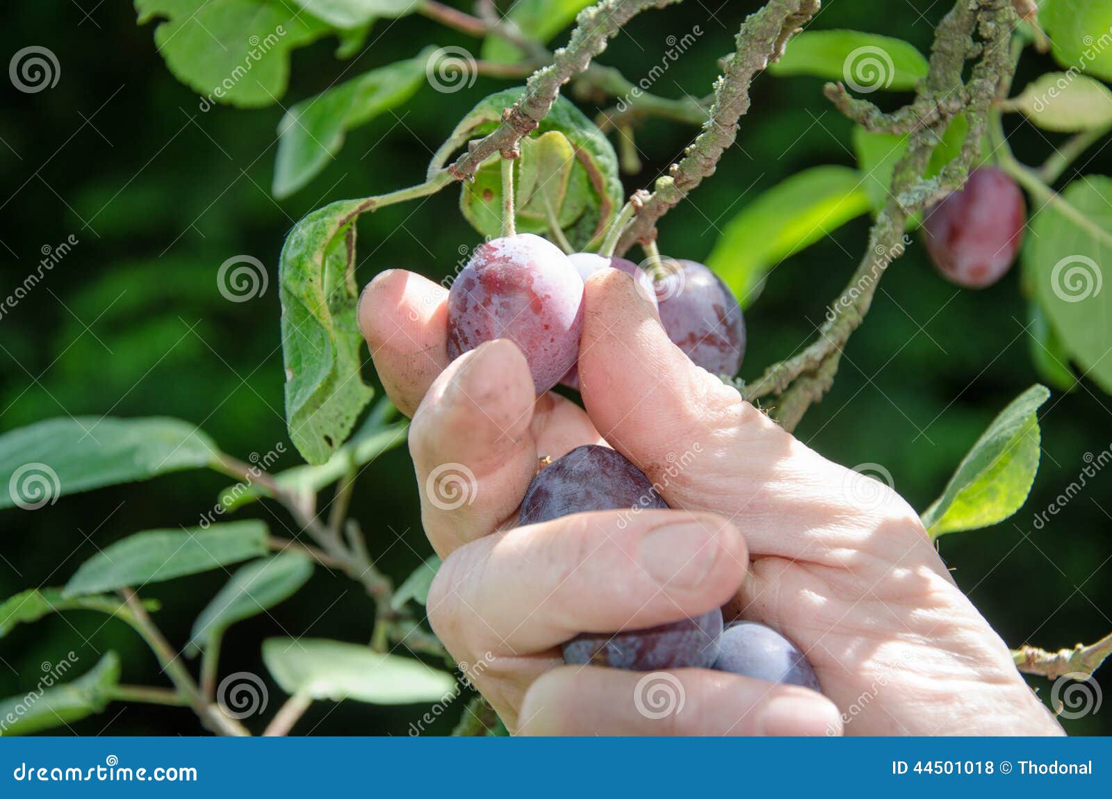 Hand picking a plum stock photo. Image of plums, july 44501018