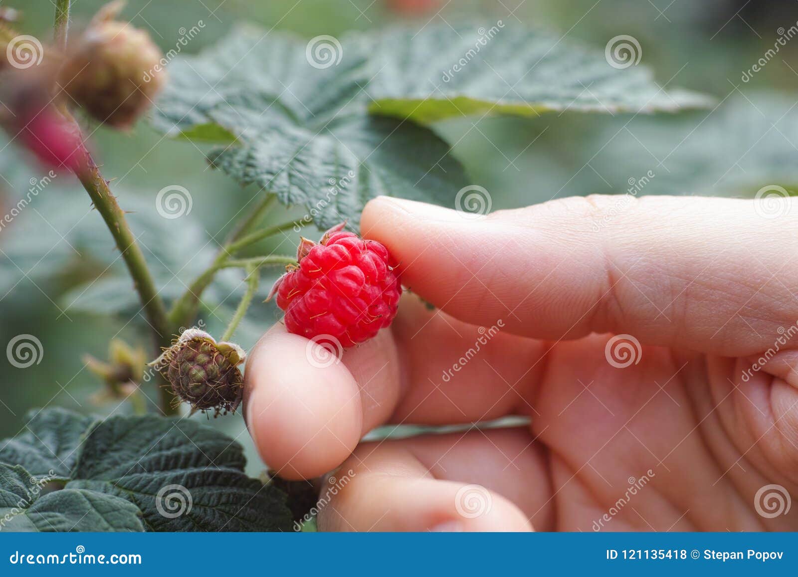 Hand picking raspberry stock photo. Image of vegetarian 121135418