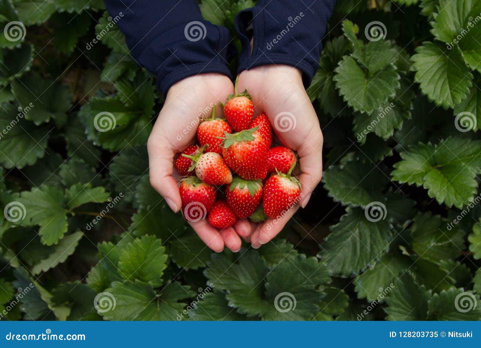 hand picking strawberry fruits out of trees directly at organic farm