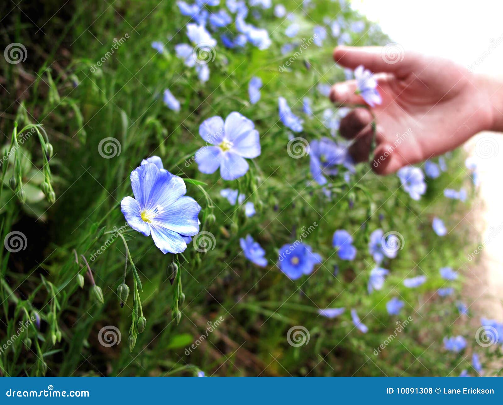 Hand Picking Wildflowers stock photo. Image of nature 10091308