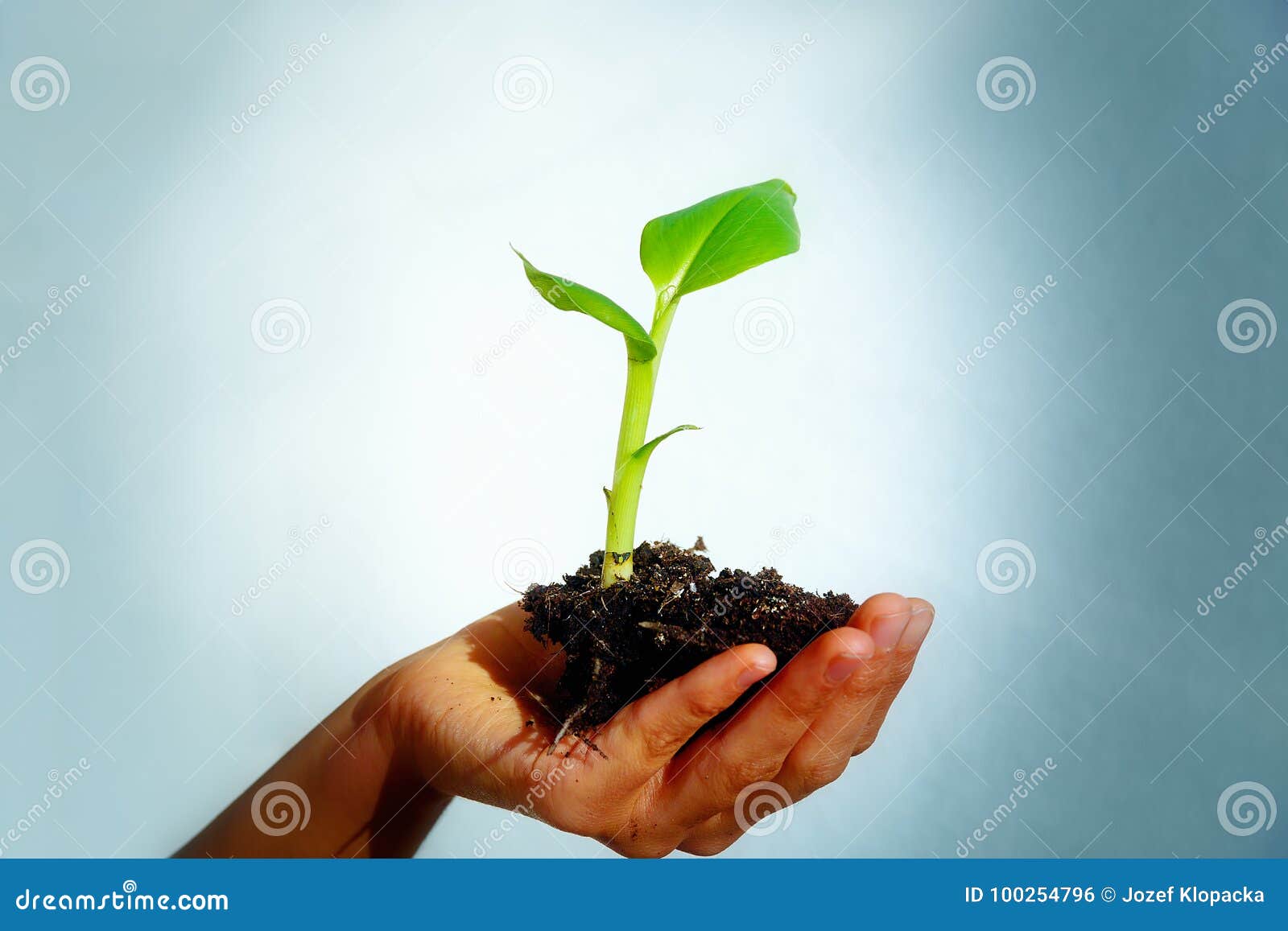 hand and plant. enviroment concept. blur background.
