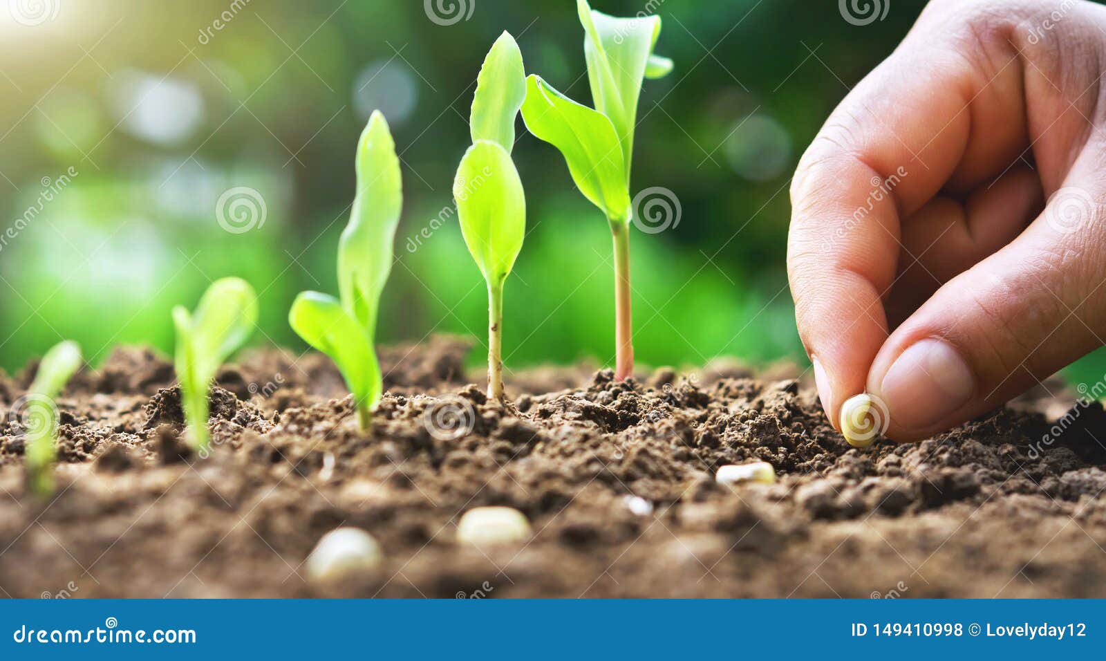 Hand Planting Corn Seed Of Marrow In The Vegetable Garden With
