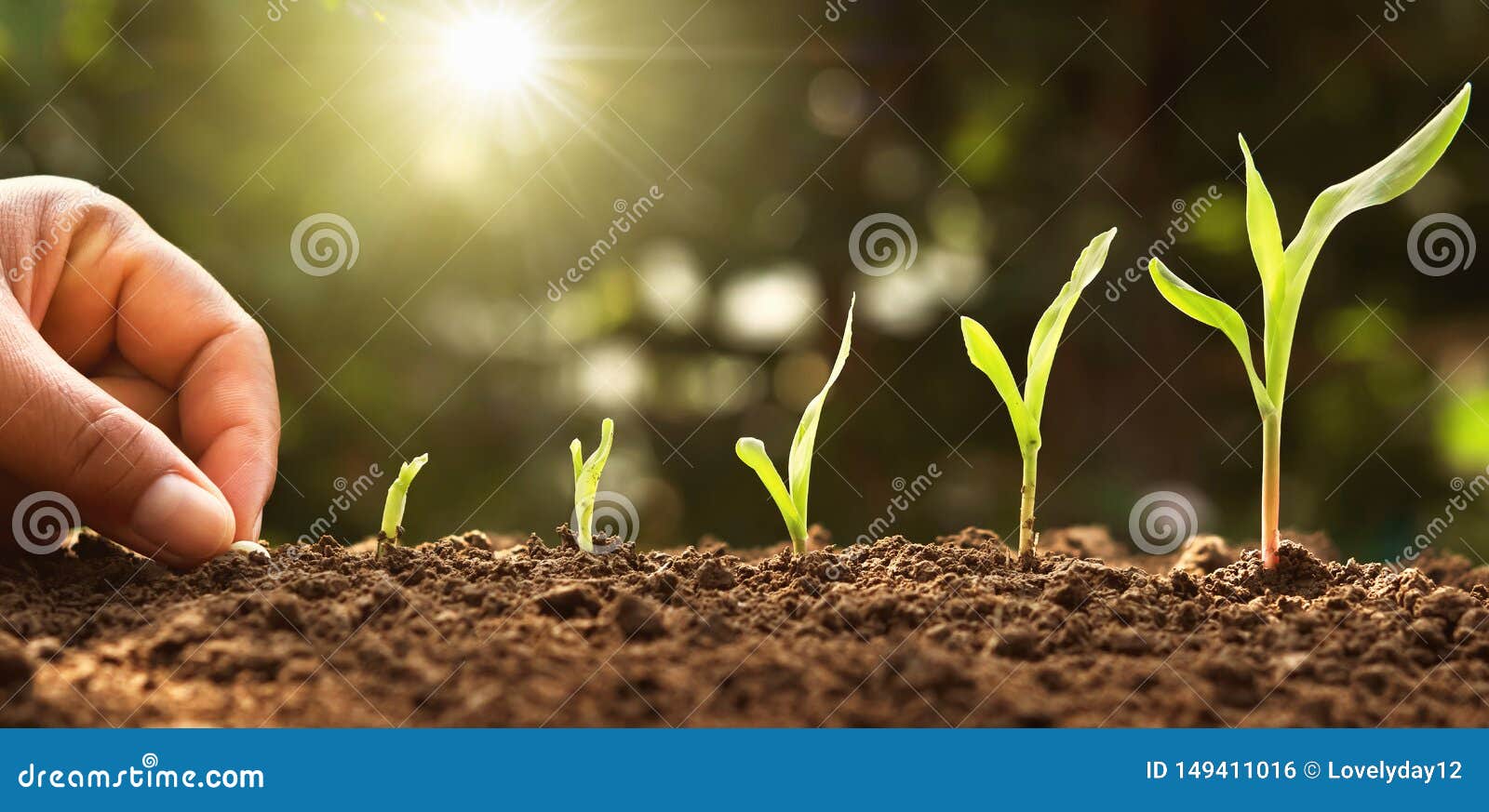 hand planting corn seed of marrow in the vegetable garden with sunshine