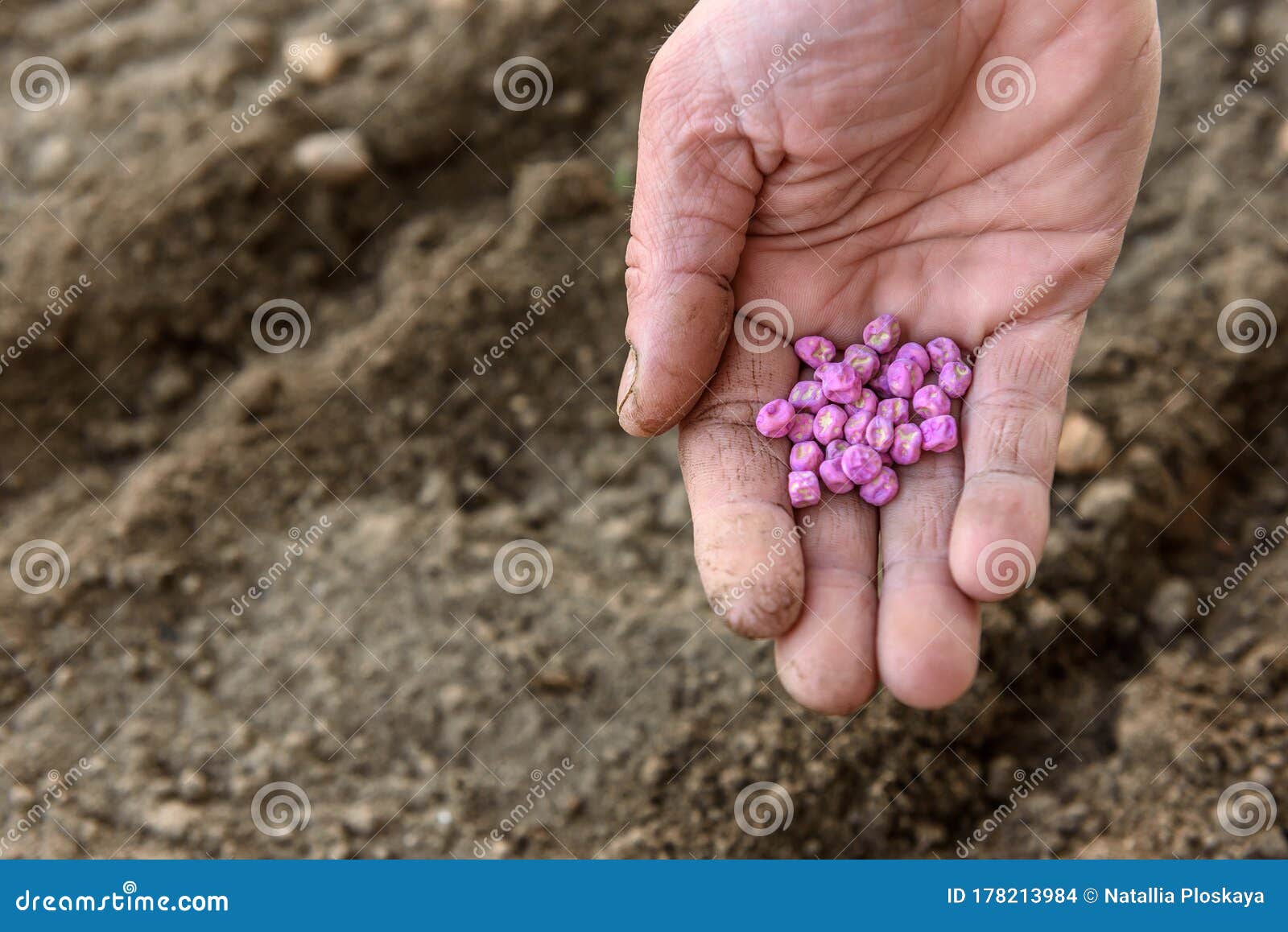 Hand Planting Peas in Soil. Stock Photo Image of growth, seeding