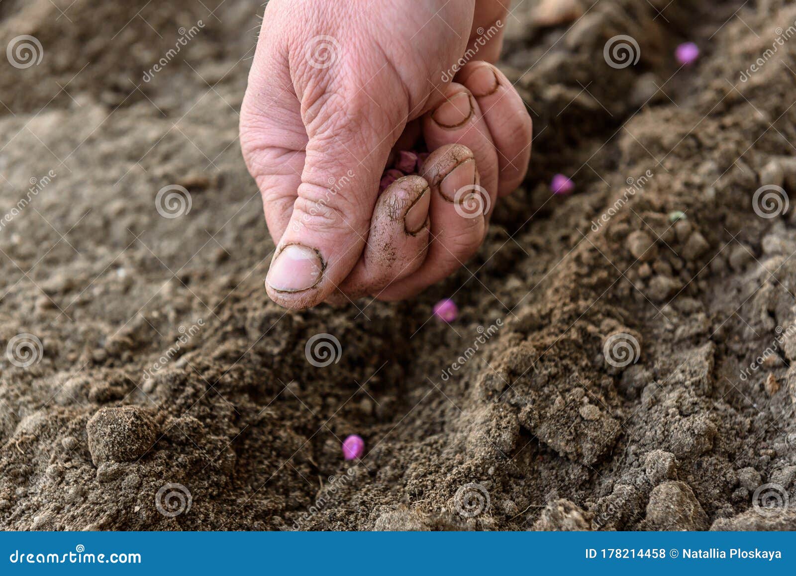 Hand Planting Peas in Soil. Stock Photo Image of bean, seeding 178214458