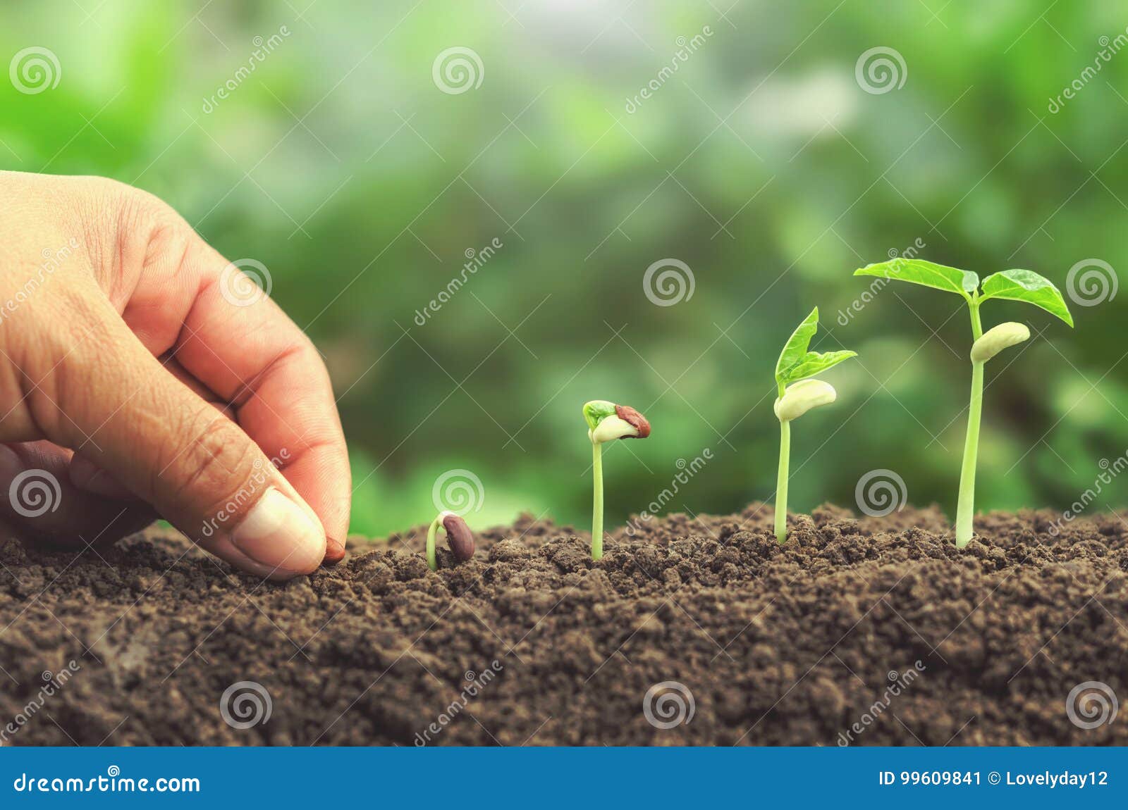 hand planting seed in soil plant growing step