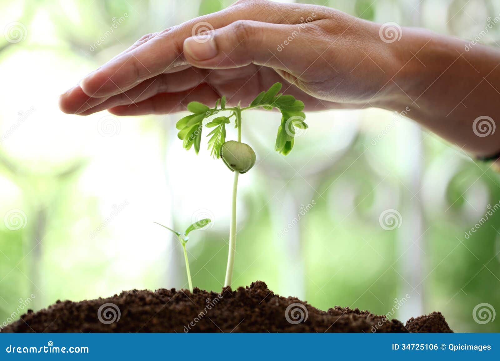 Hand protecting plants stock photo. Image of cultivate 34725106