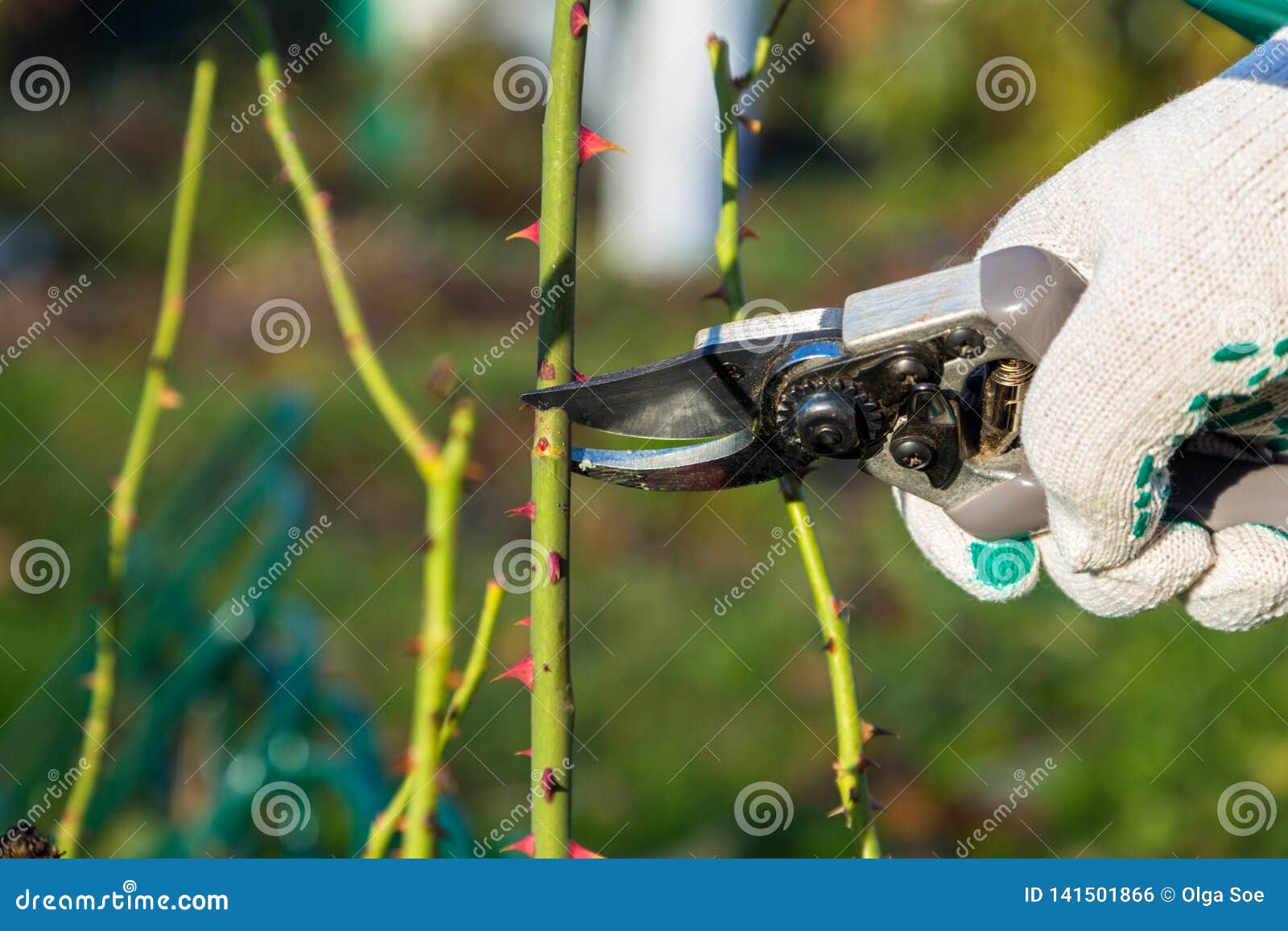 Hand Holding Bypass Pruning Secateur for Cutting Roses Stock Photo