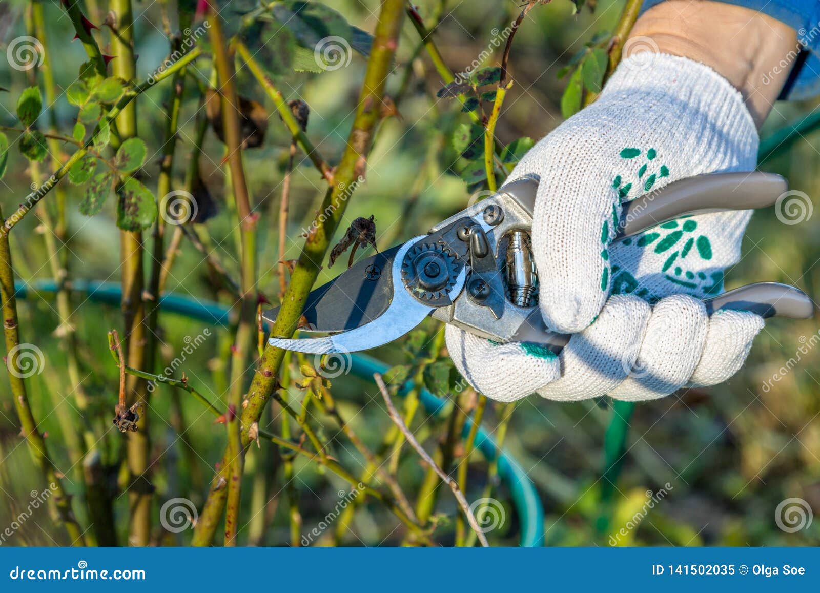 Hand Holding Bypass Pruning Secateur for Cutting Roses Stock Image