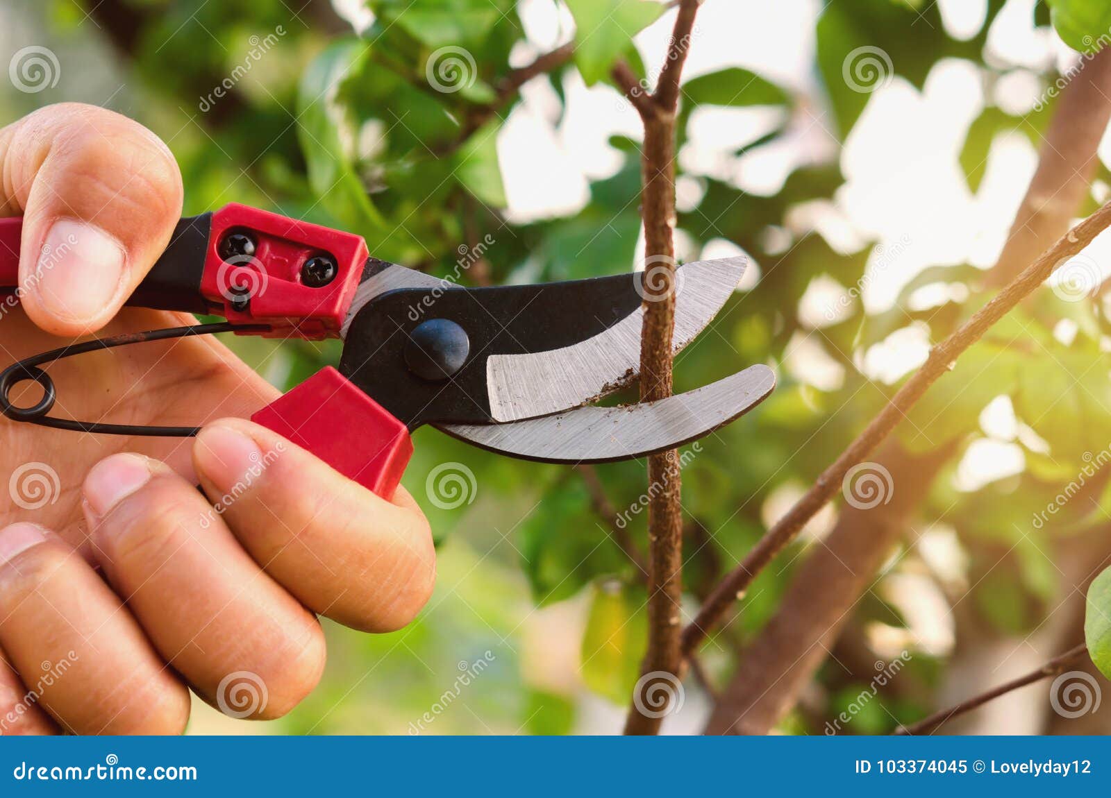 hand pruning tree and pruning shear