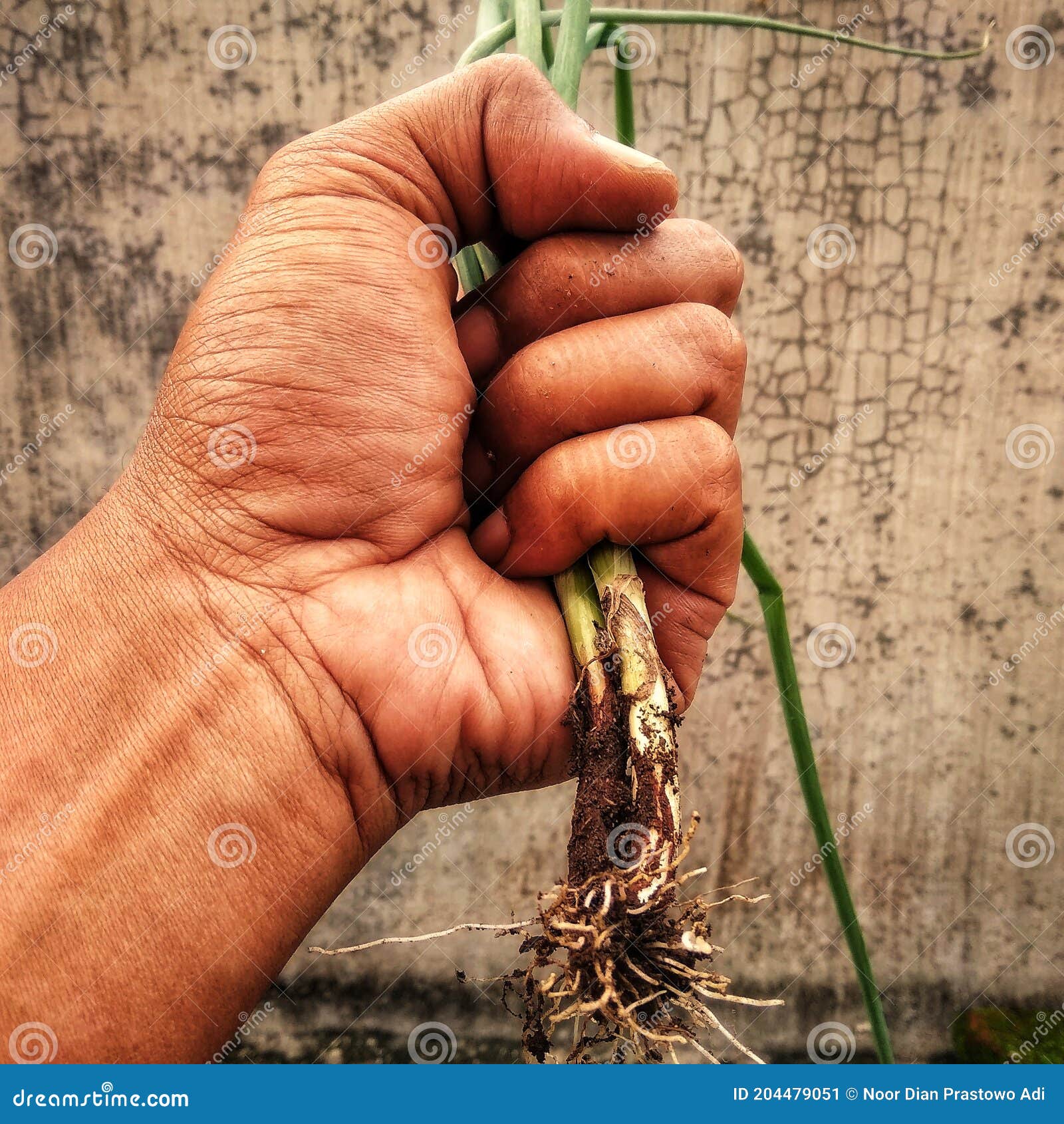 A hand pulls out a plant stock image. Image of tree 204479051
