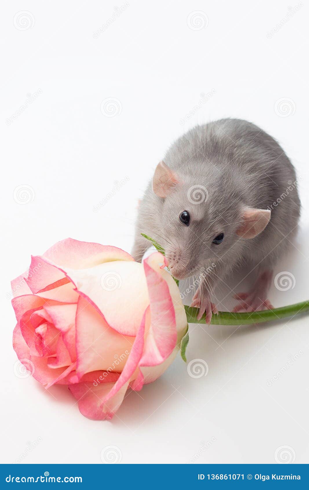 Hand Rat, Dumbo Rat, Pets on a White Background, a Very Cute Rat ...