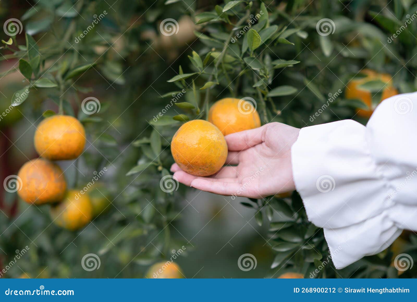 Hand Reaching Tangerine from the Tree To Harvest Stock Photo Image of