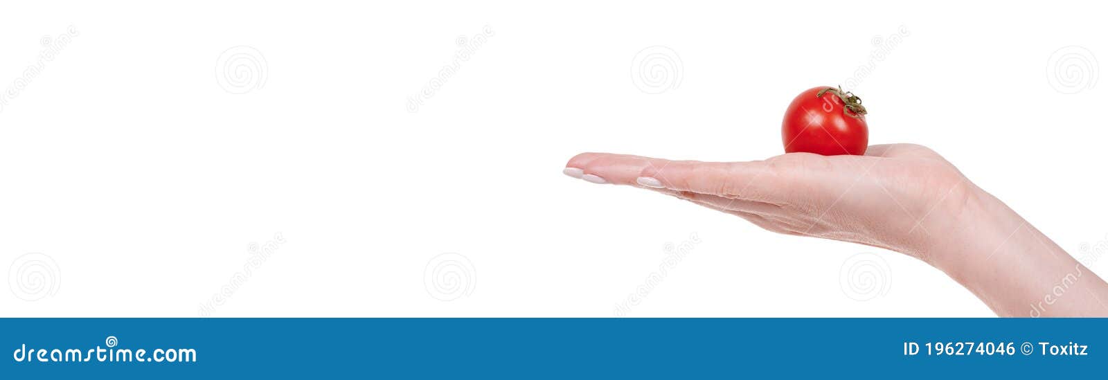 hand with red round tomato, fresh and juicy vegetable.  on white background, copy space template, banner
