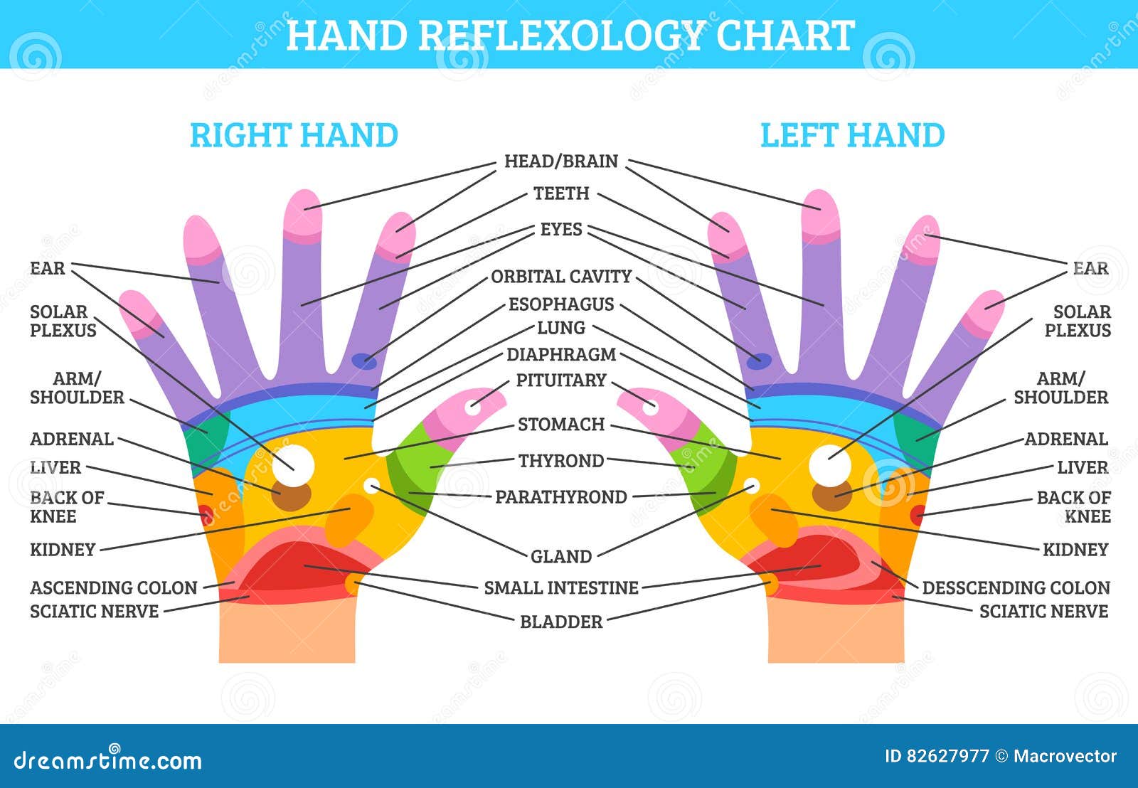 Cartoon Hand Reflexology Chart