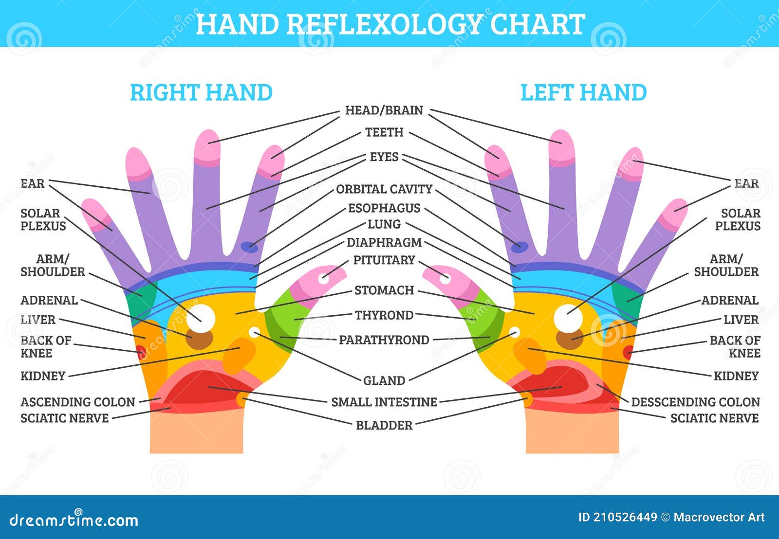 Reflexology Hand Chart Neck