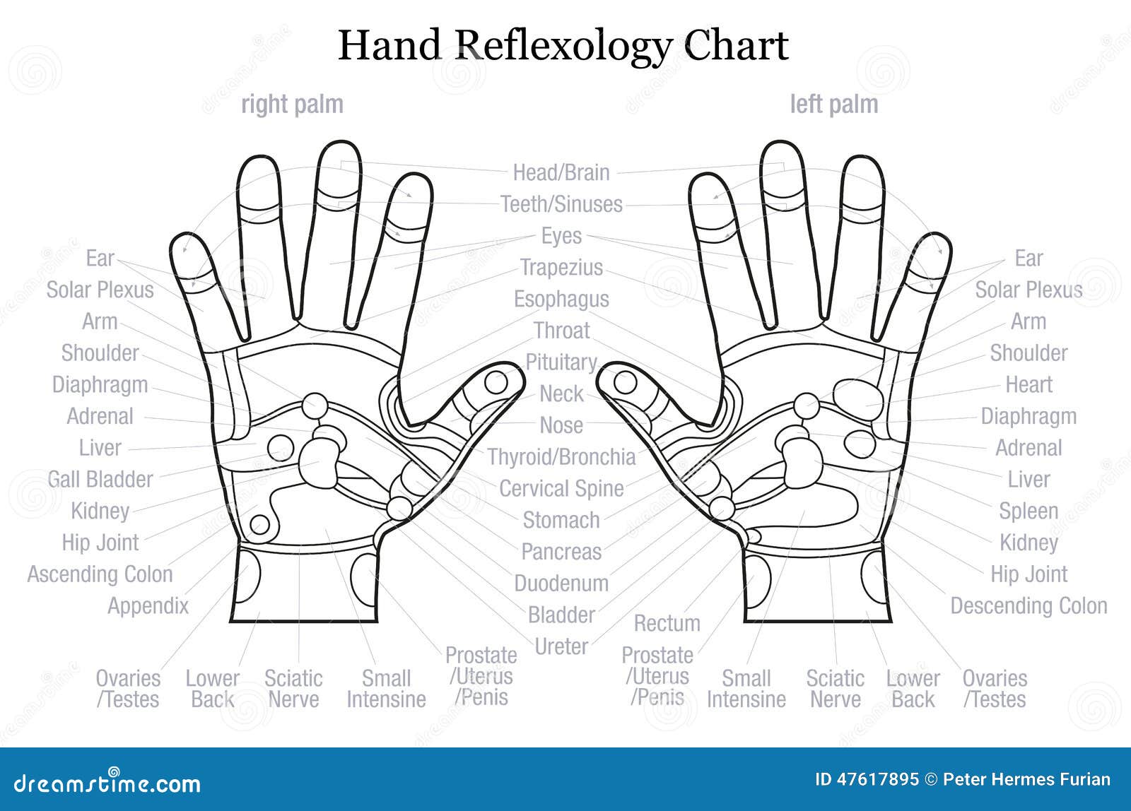 hand reflexology chart description outline