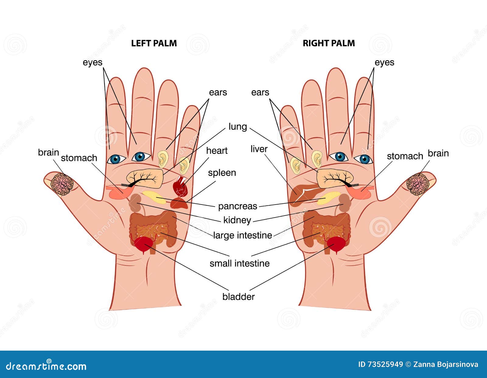 hand reflexology chart