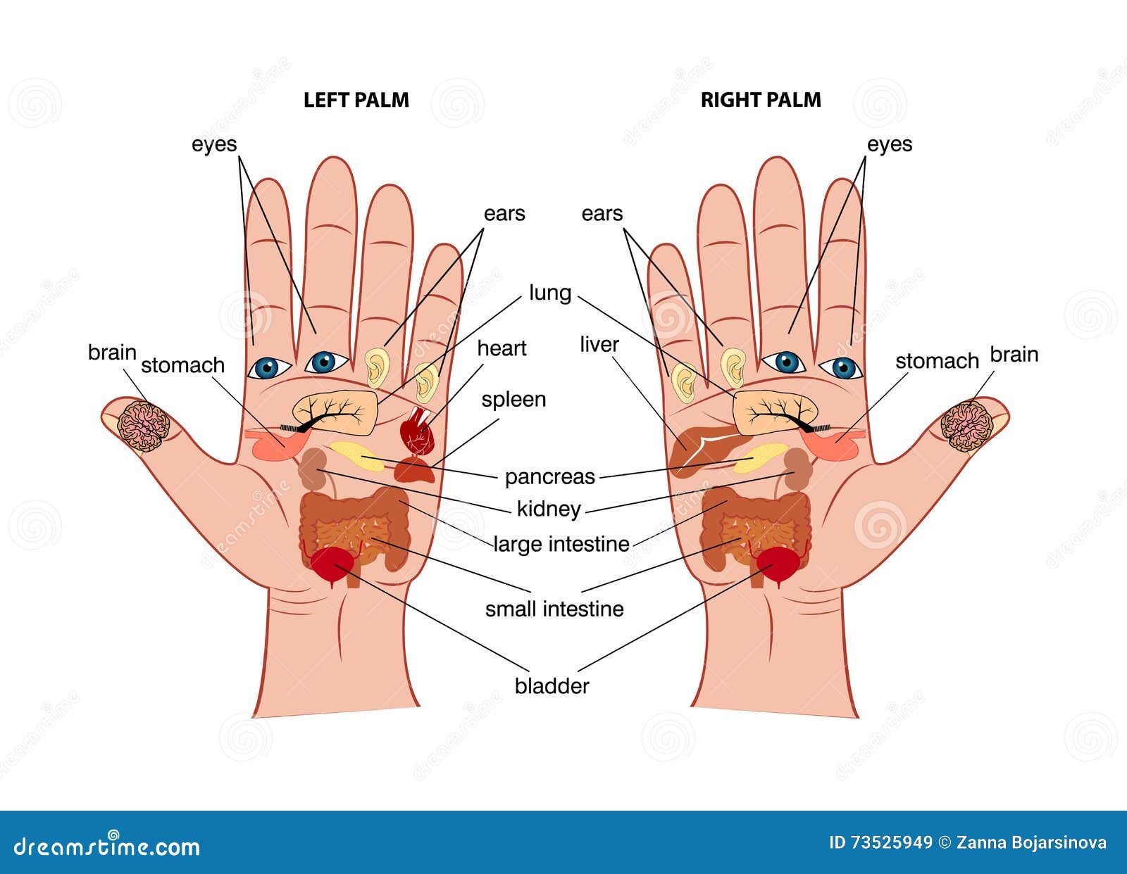 Palm Reflexology Chart