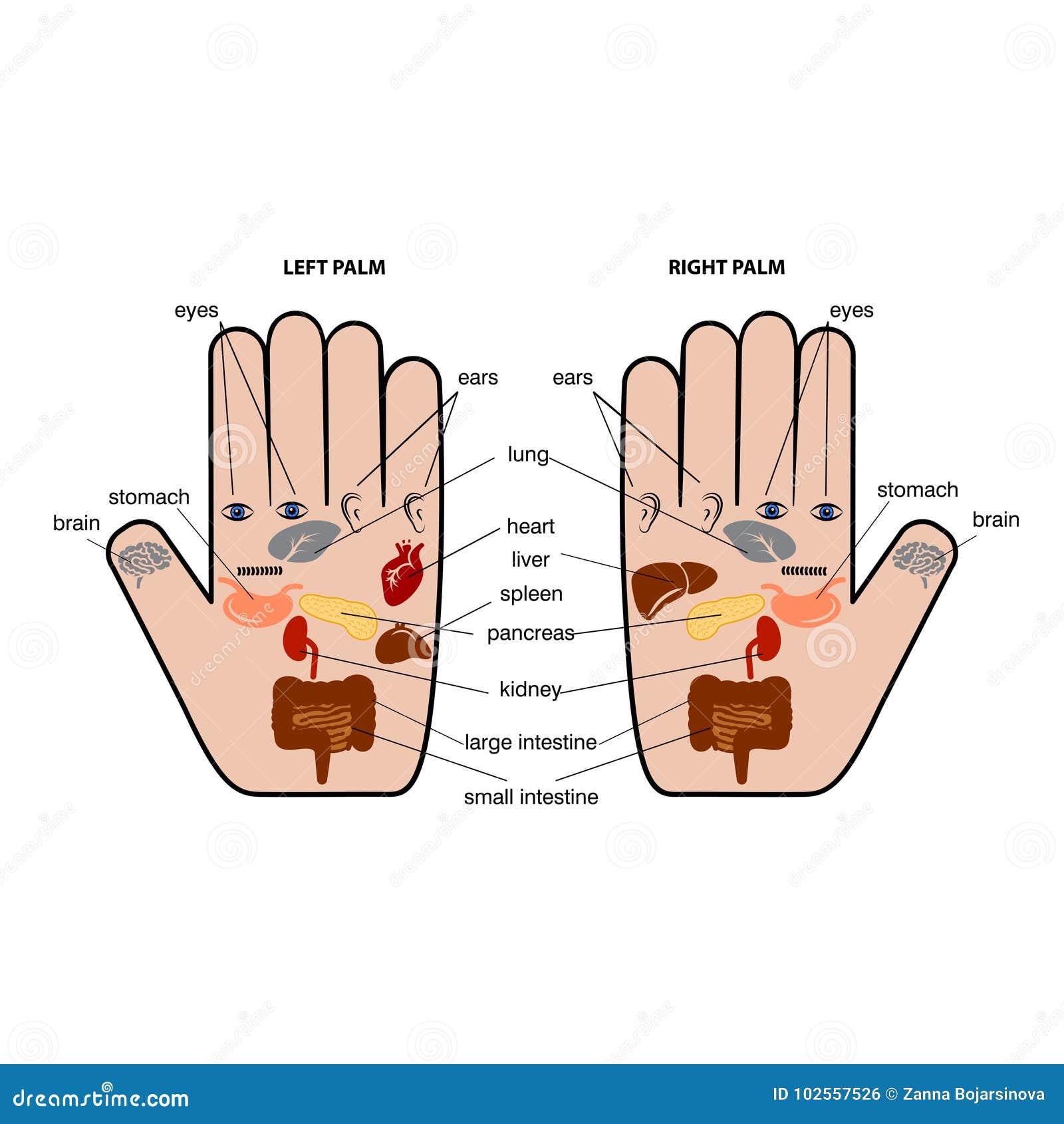 Palm Reflexology Chart