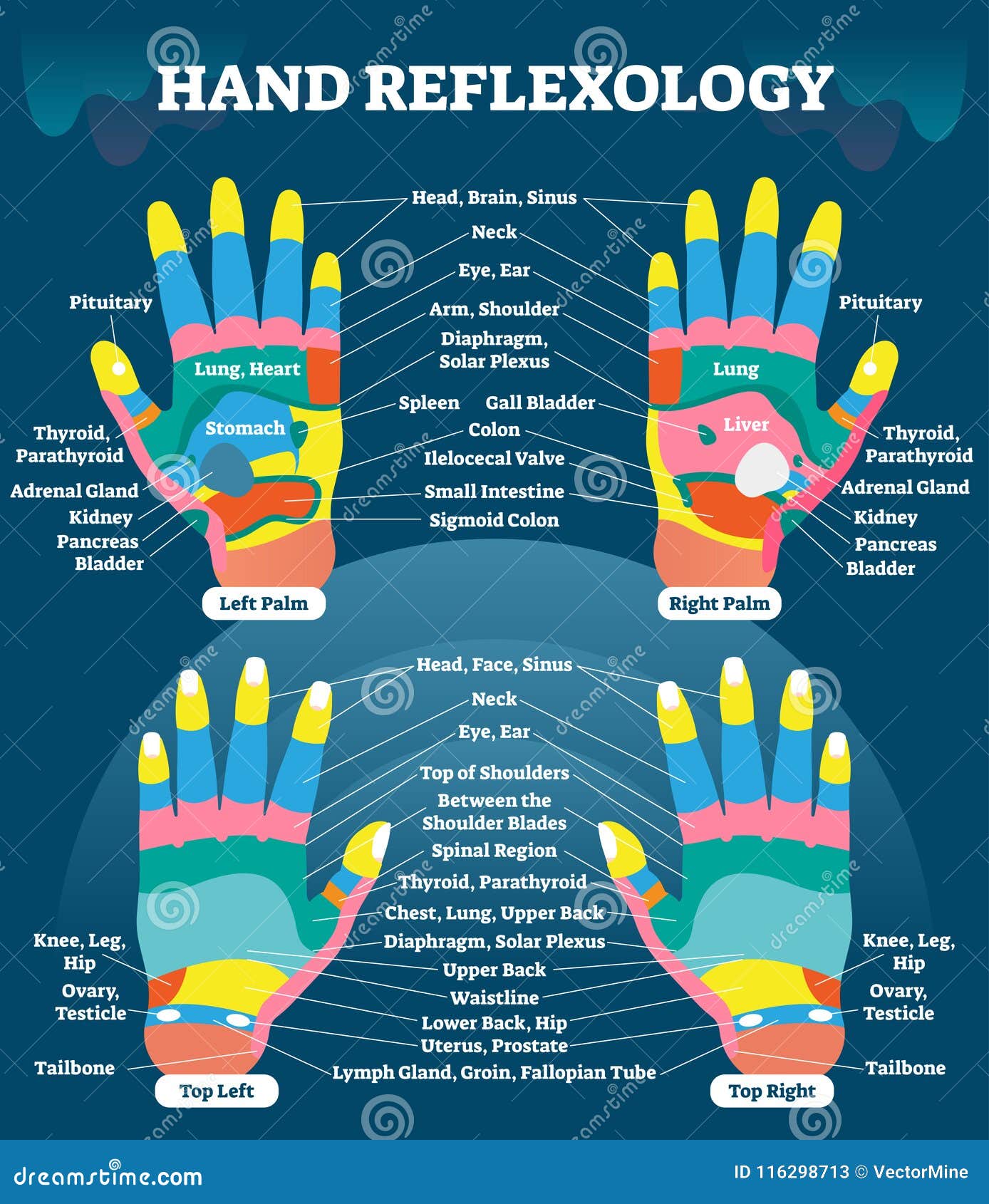 Foot Reflexology And Oil Usage Chart