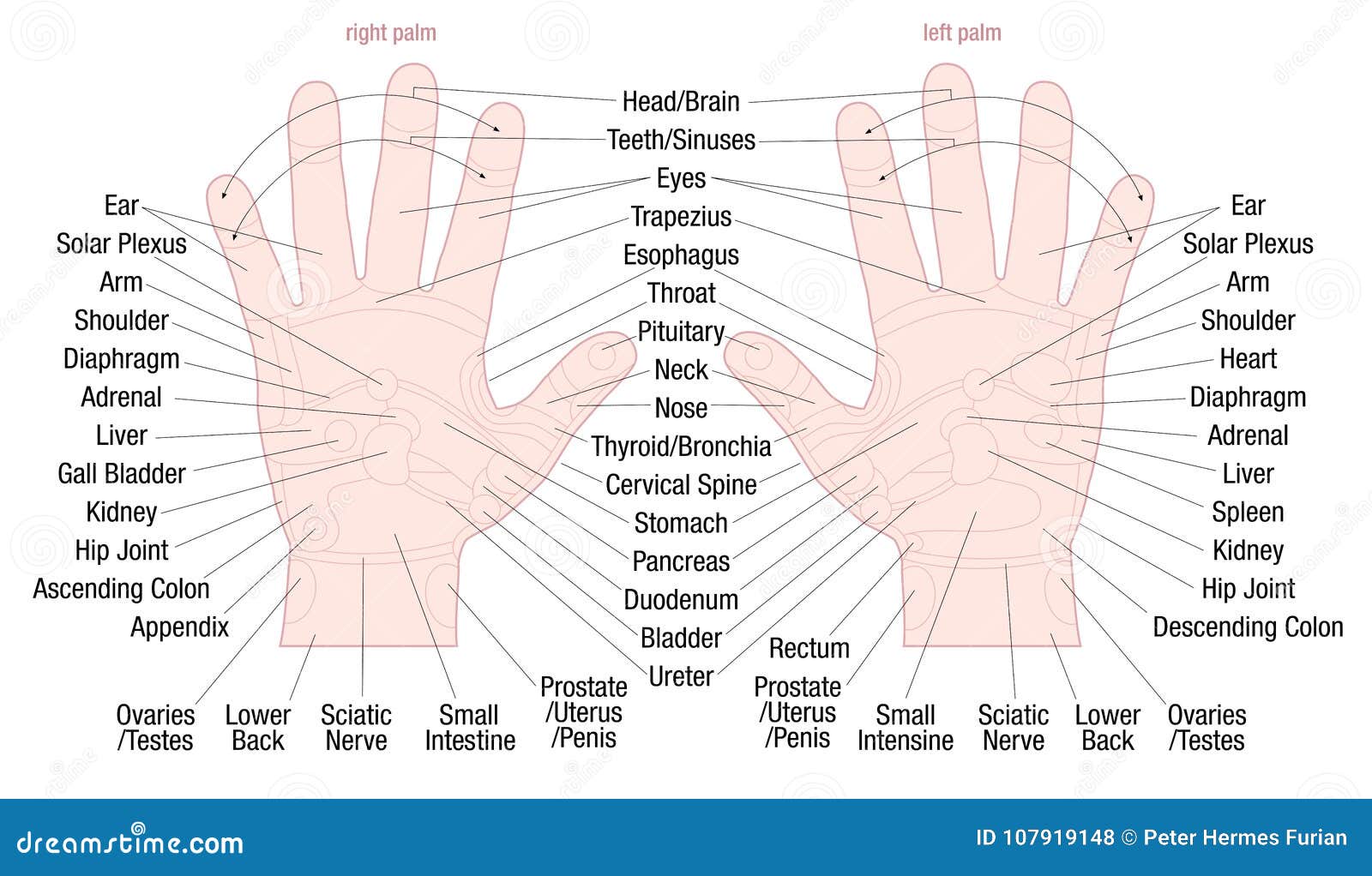 Reflexology Zones Chart