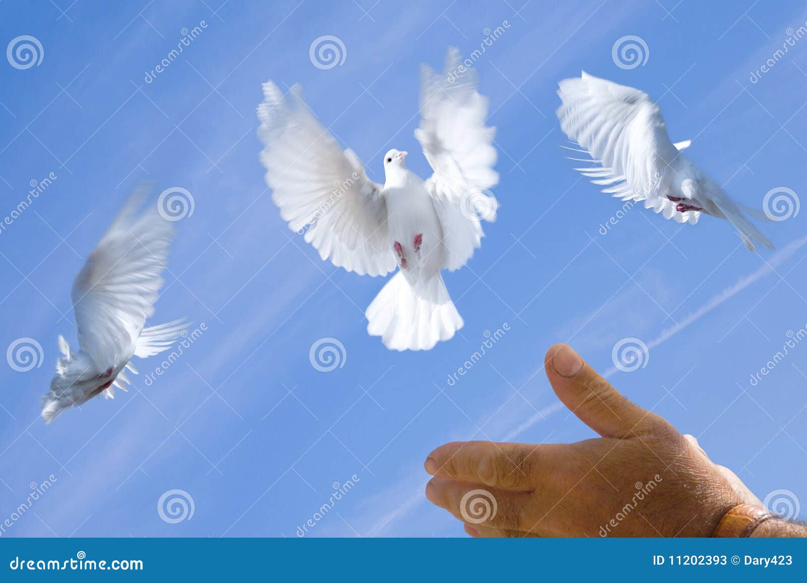 Hand Releasing White Pigeons Stock Image Image of gesturing, feathers