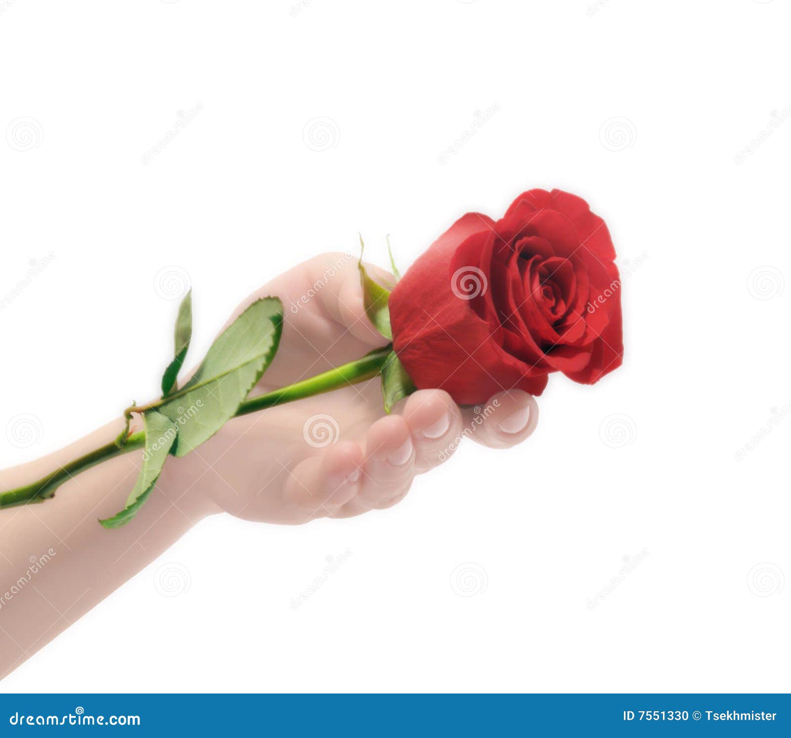 Hand and rose stock photo. Image of isolated, people, color 7551330