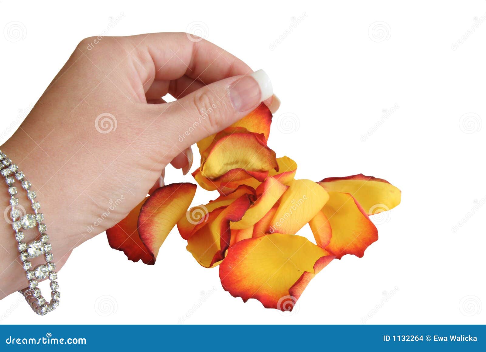 Dried Rose Petals As Herbal Tea Is In Hand Stock Photo, Picture