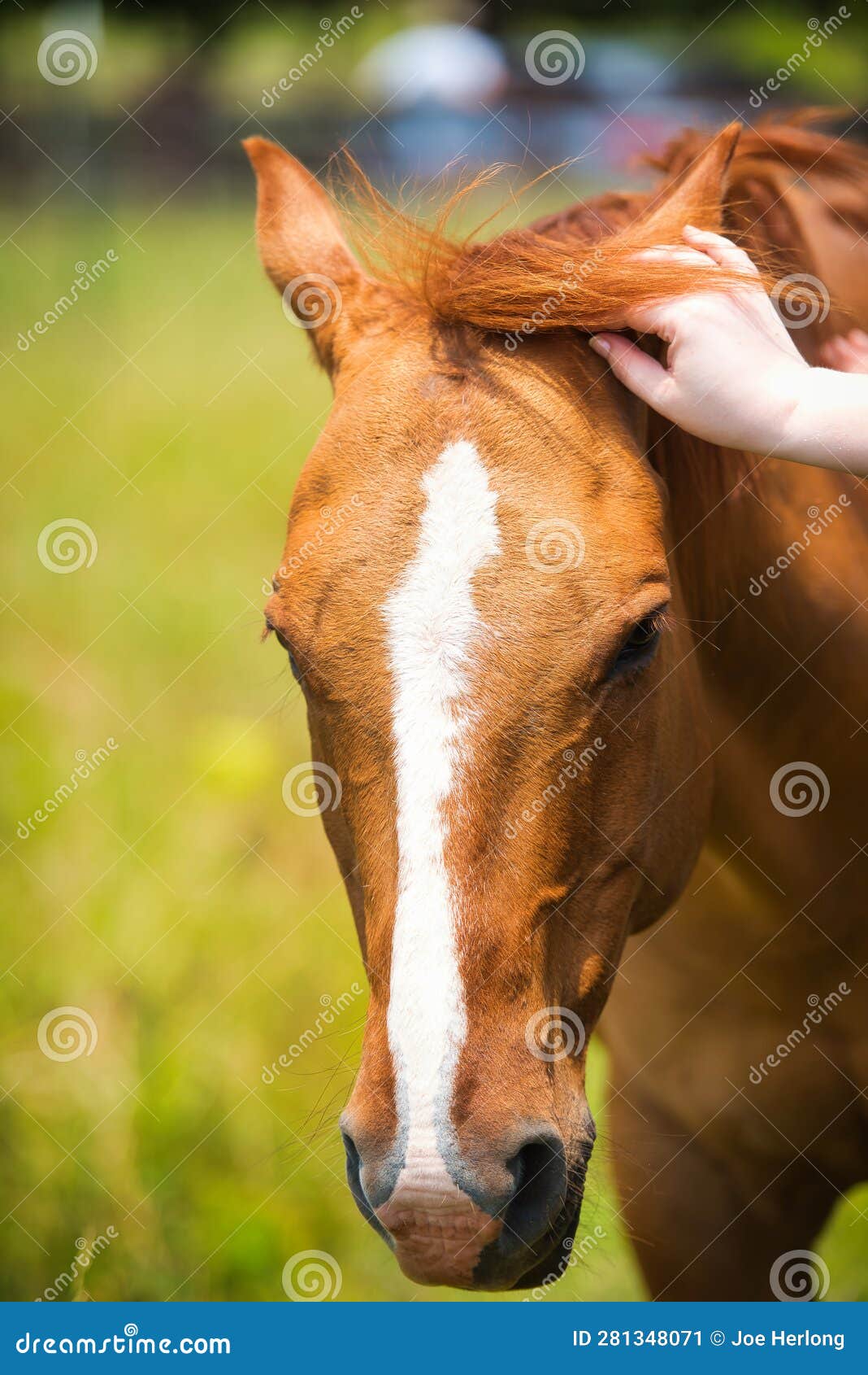 Hand Rubbing a Beautiful Horse. Stock Image Image of grass, color