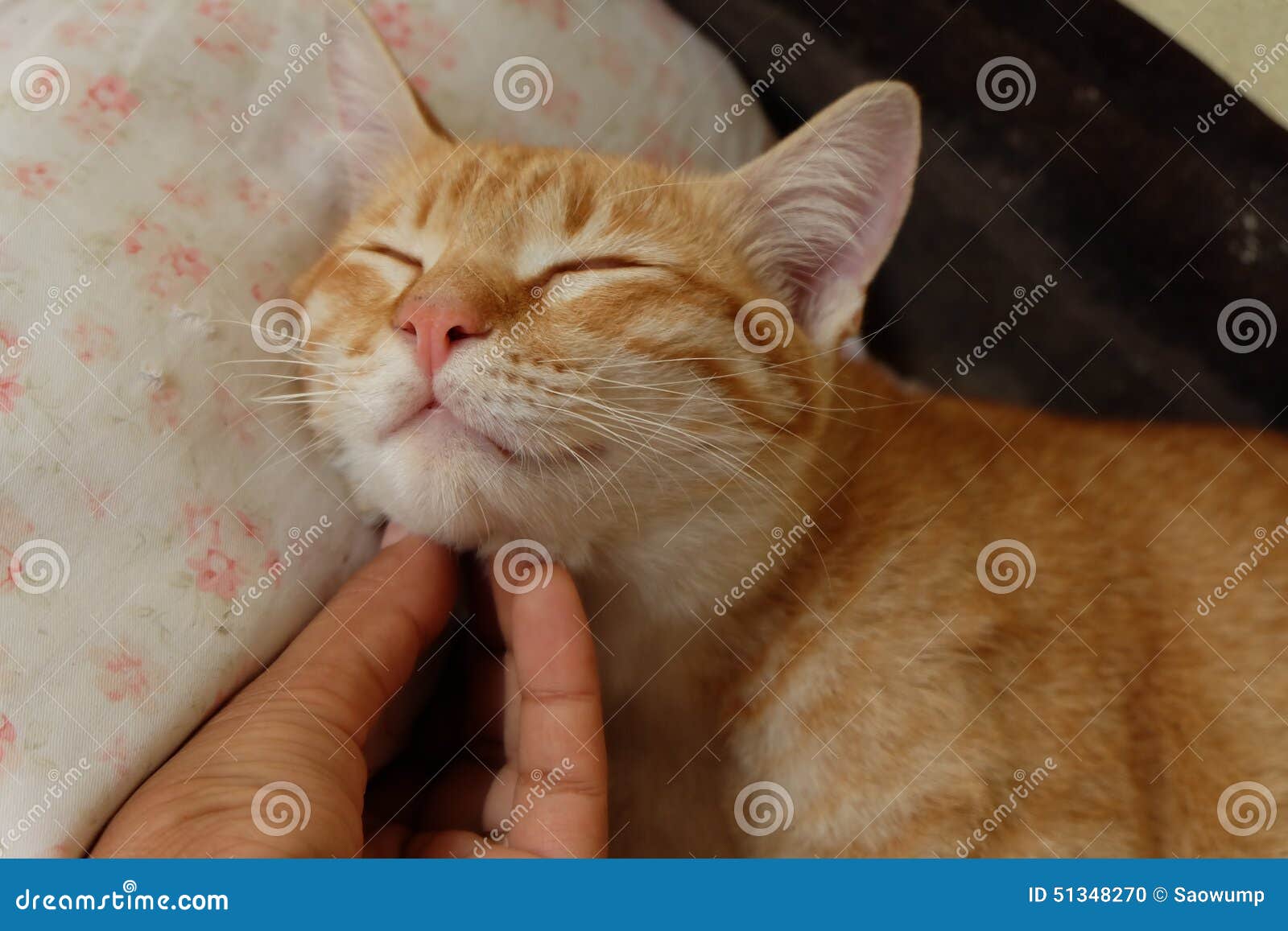 hand cat enchant