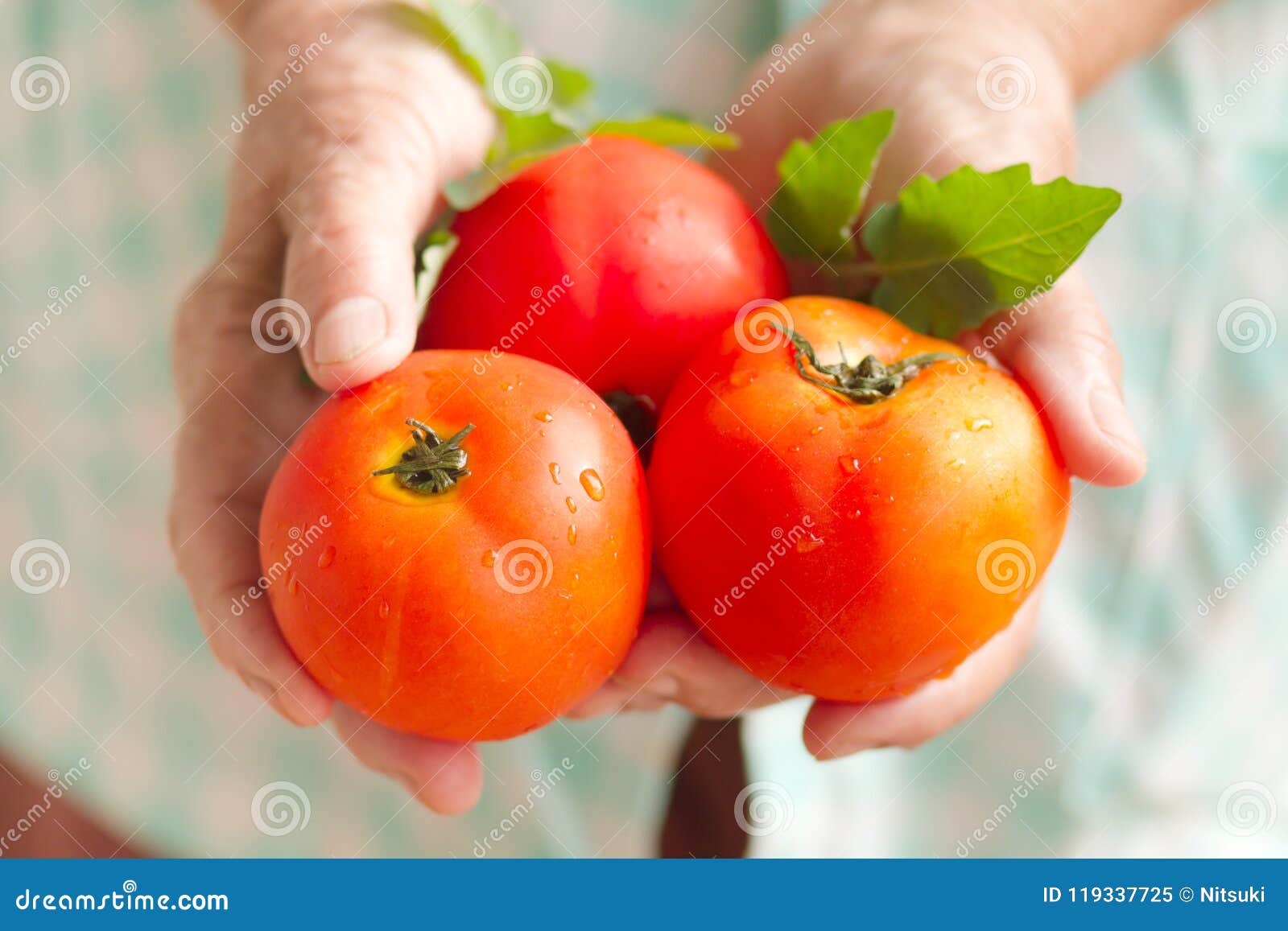 Hand of Senior Woman Holding Fresh Tomato from Bio Farm Stock Image ...