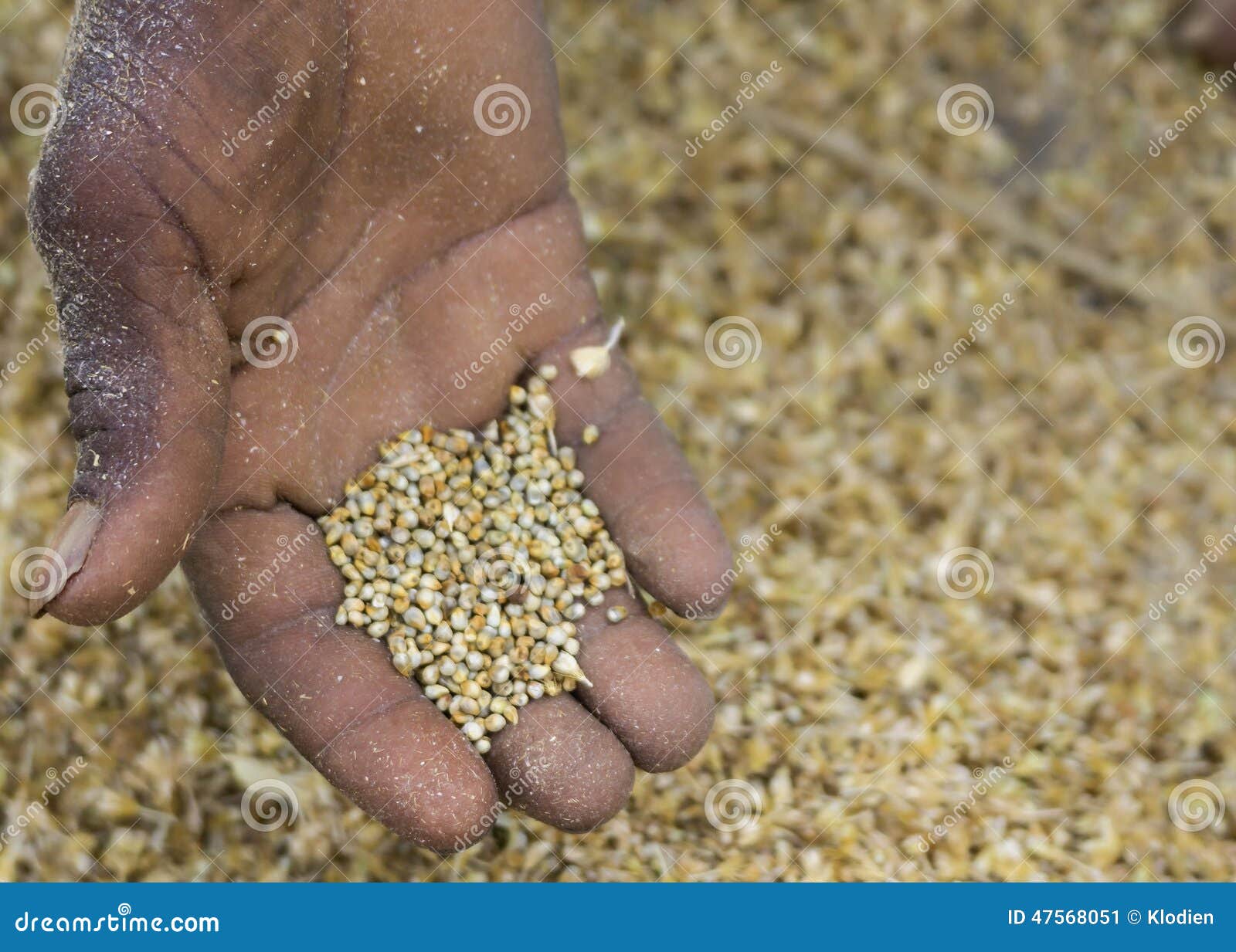 Hand Shows the Threshed Millet Grain Kernels. Stock Image Image of